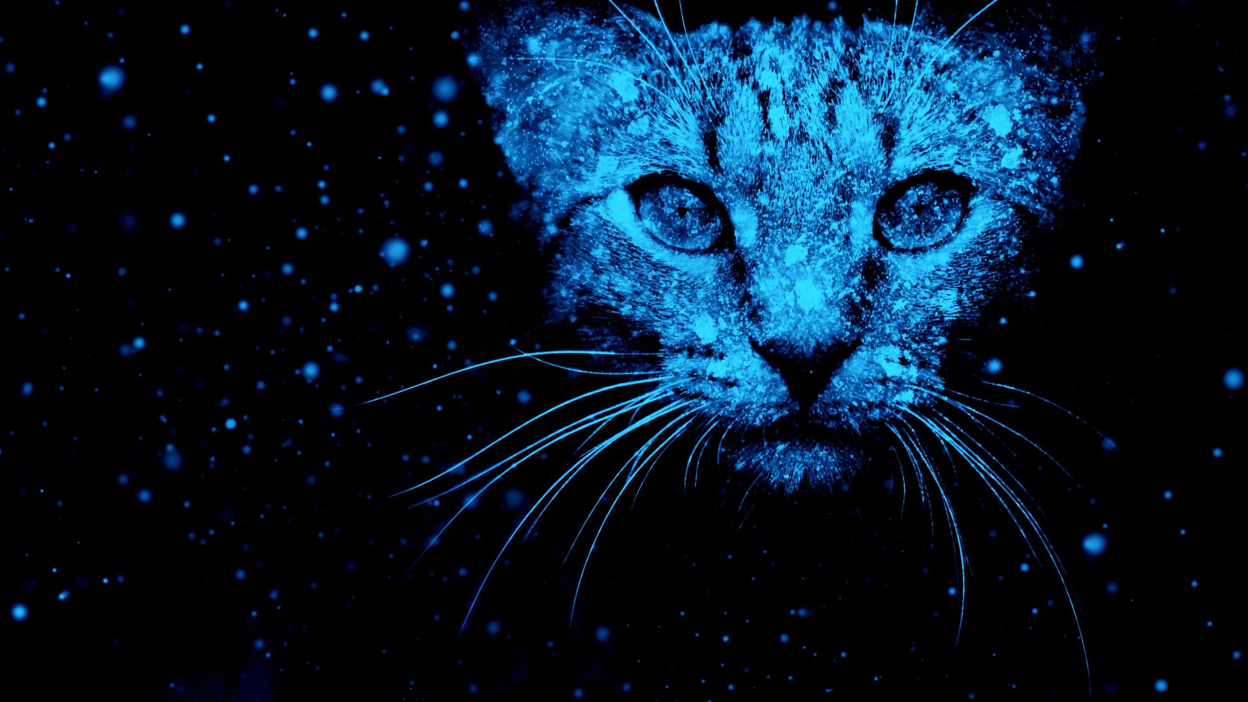 Wallpaper Cat, Snow, Neon blue, HD, Creative Graphics,. Wallpaper for iPhone, Android, Mobile and Desktop