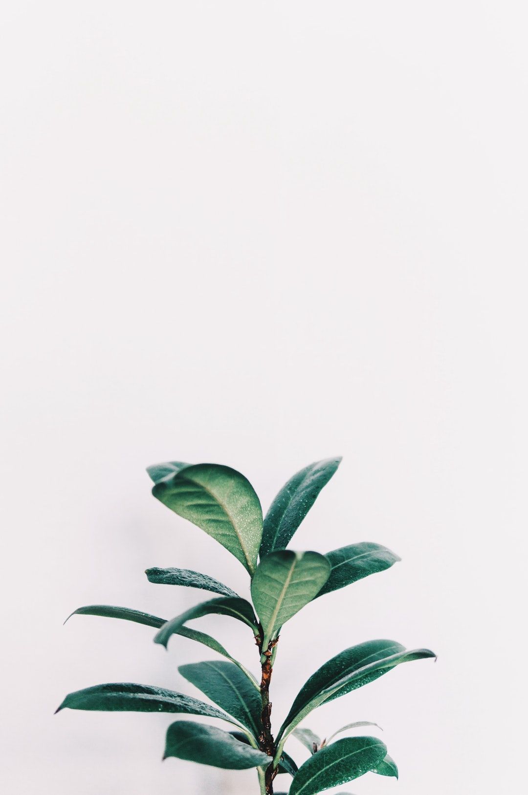 Plants Wallpaper for iPhone 11 Pro Max X 8 7 6  Free Download on  3Wallpapers