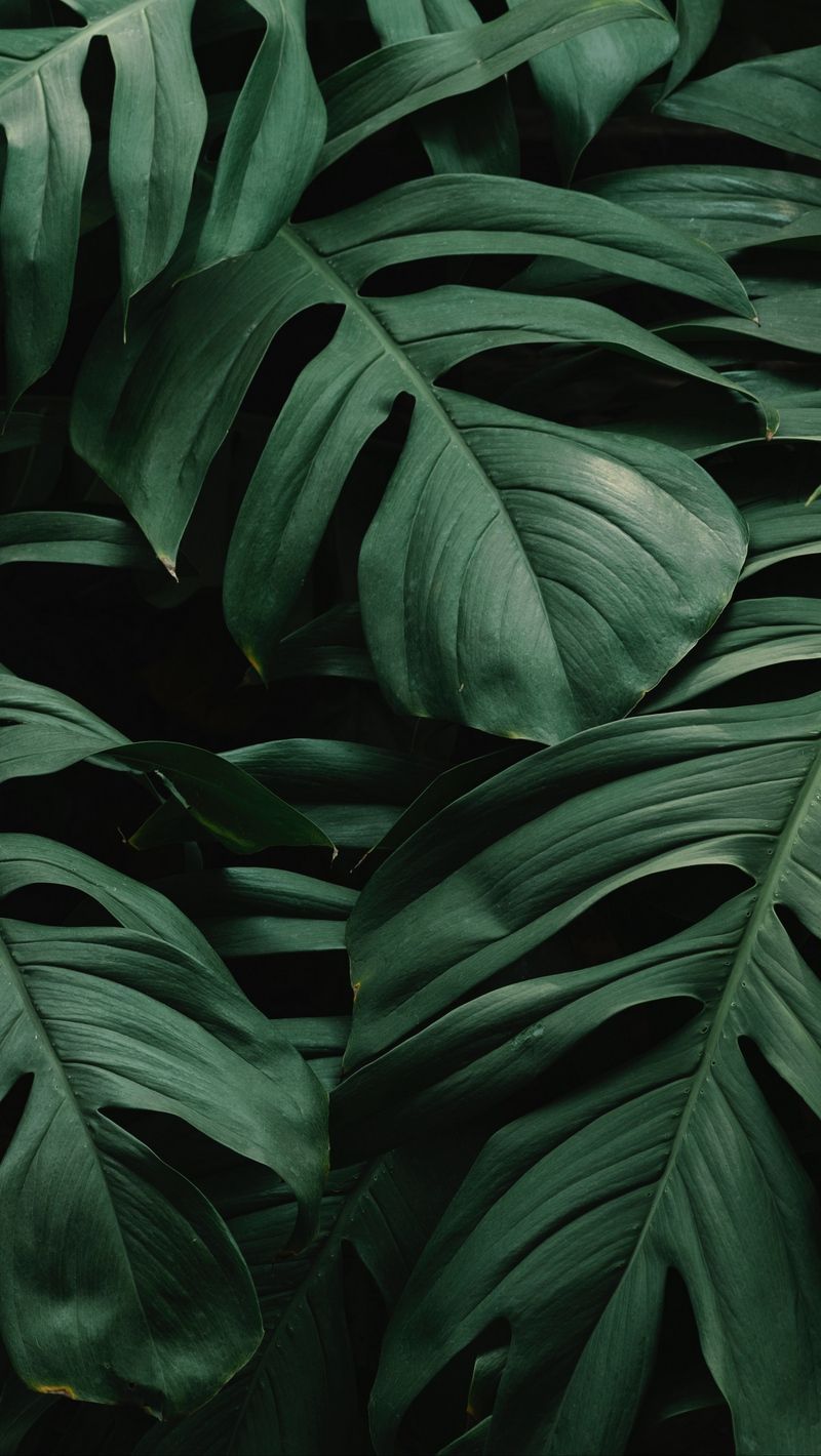 iPhone wallpapers  19 best free iphone wallpaper plant wallpaper and  grey photos on Unsplash