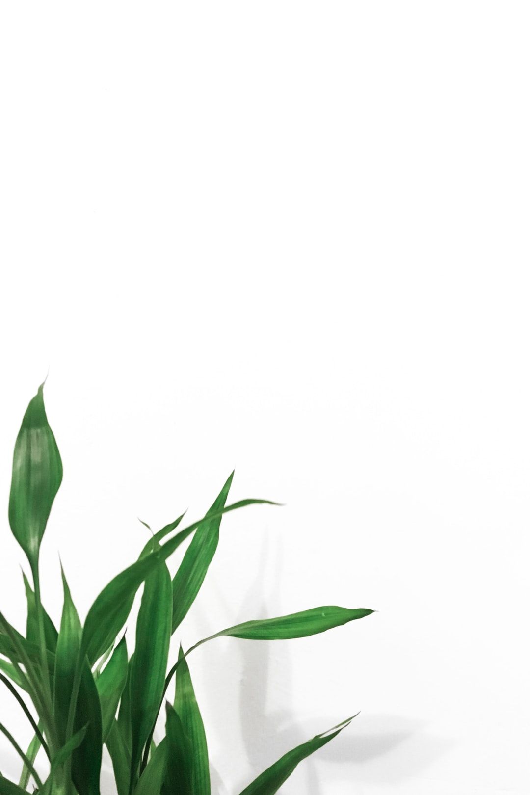 Plants with White Background best free background, white, plant and green photo