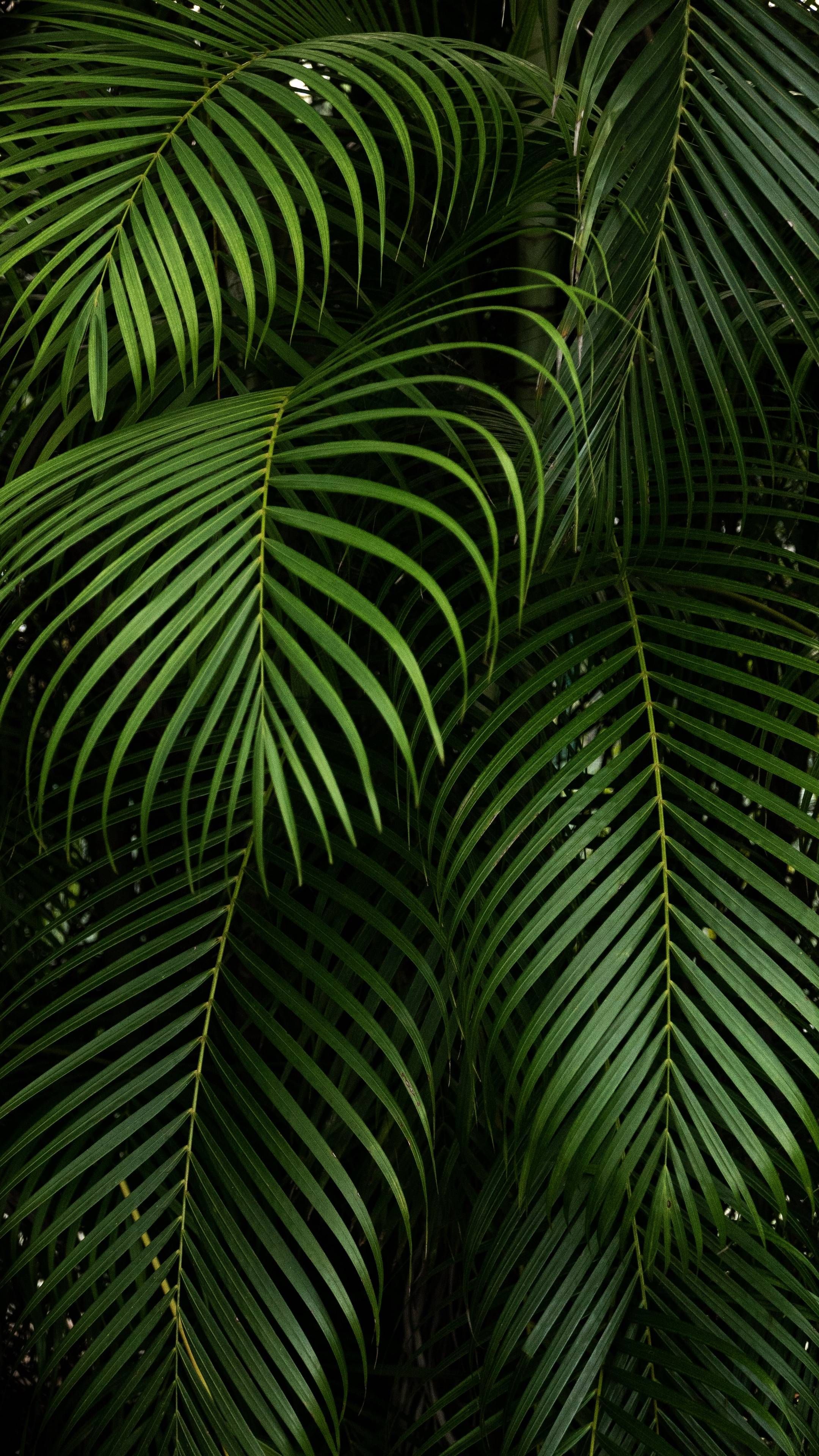 HD Plants pictures  Download Royaltyfree Stock Photos