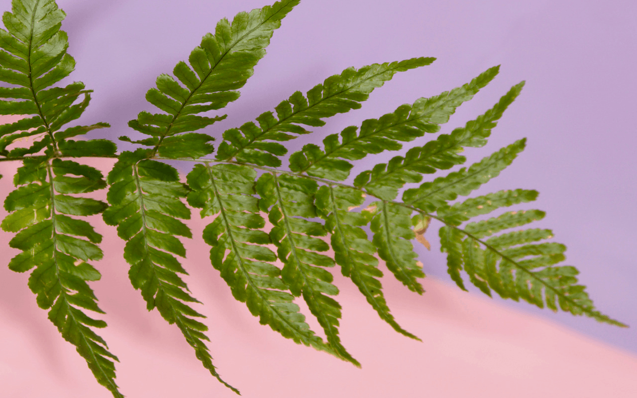 Plants Desktop Wallpaper