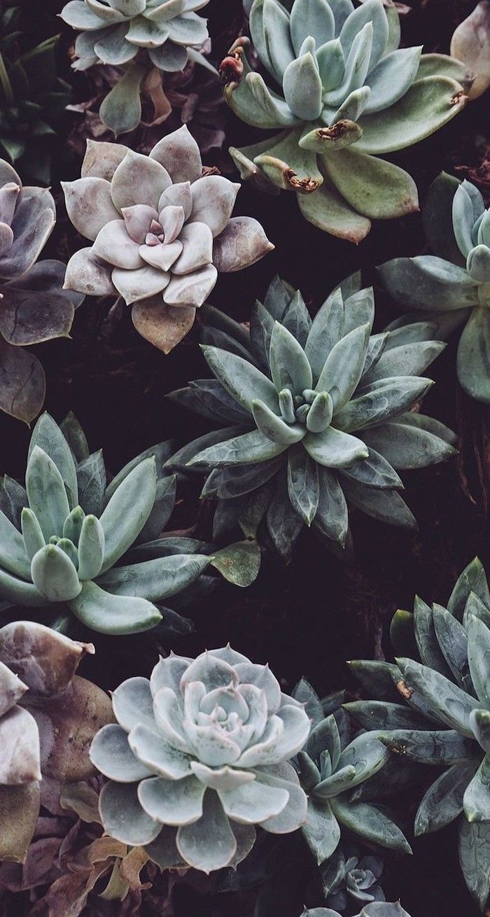 Aggregate 73 cute aesthetic plant wallpapers latest  incdgdbentre
