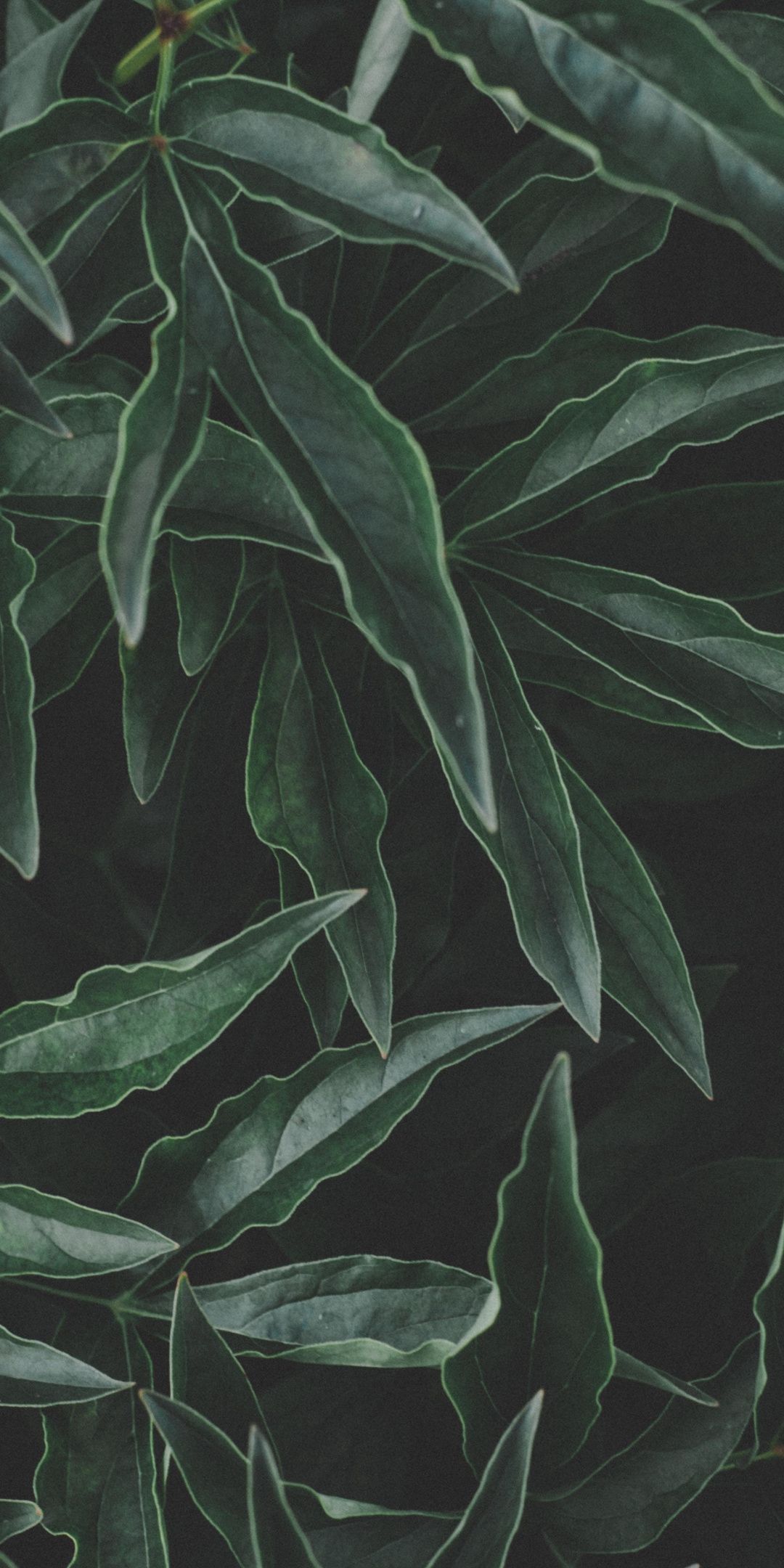Flora, fresh, green, leaf, 1080x2160 wallpaper. Green leaf