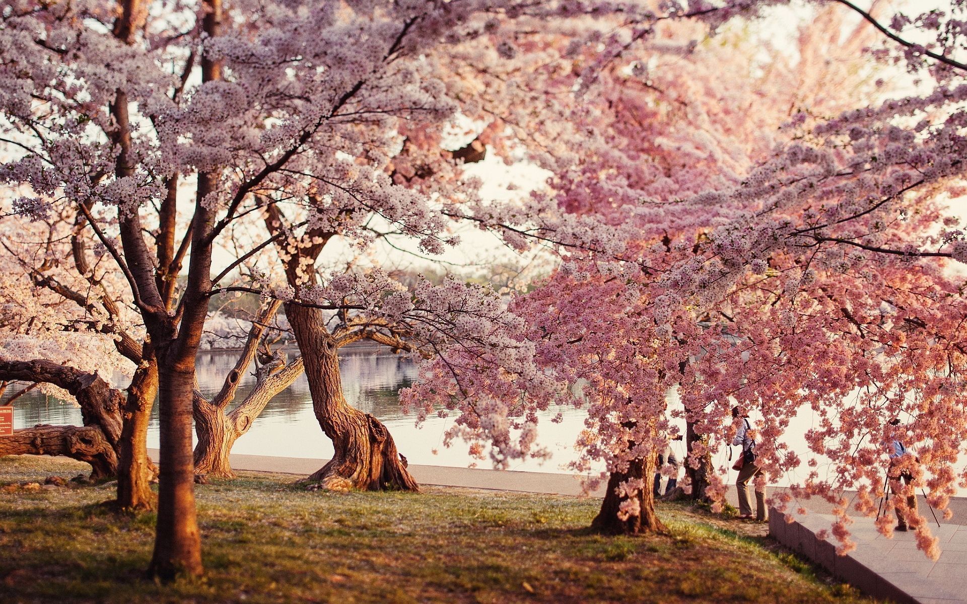 Cherry Blossom Aesthetic Animal Crossing Desktop Wallpaper