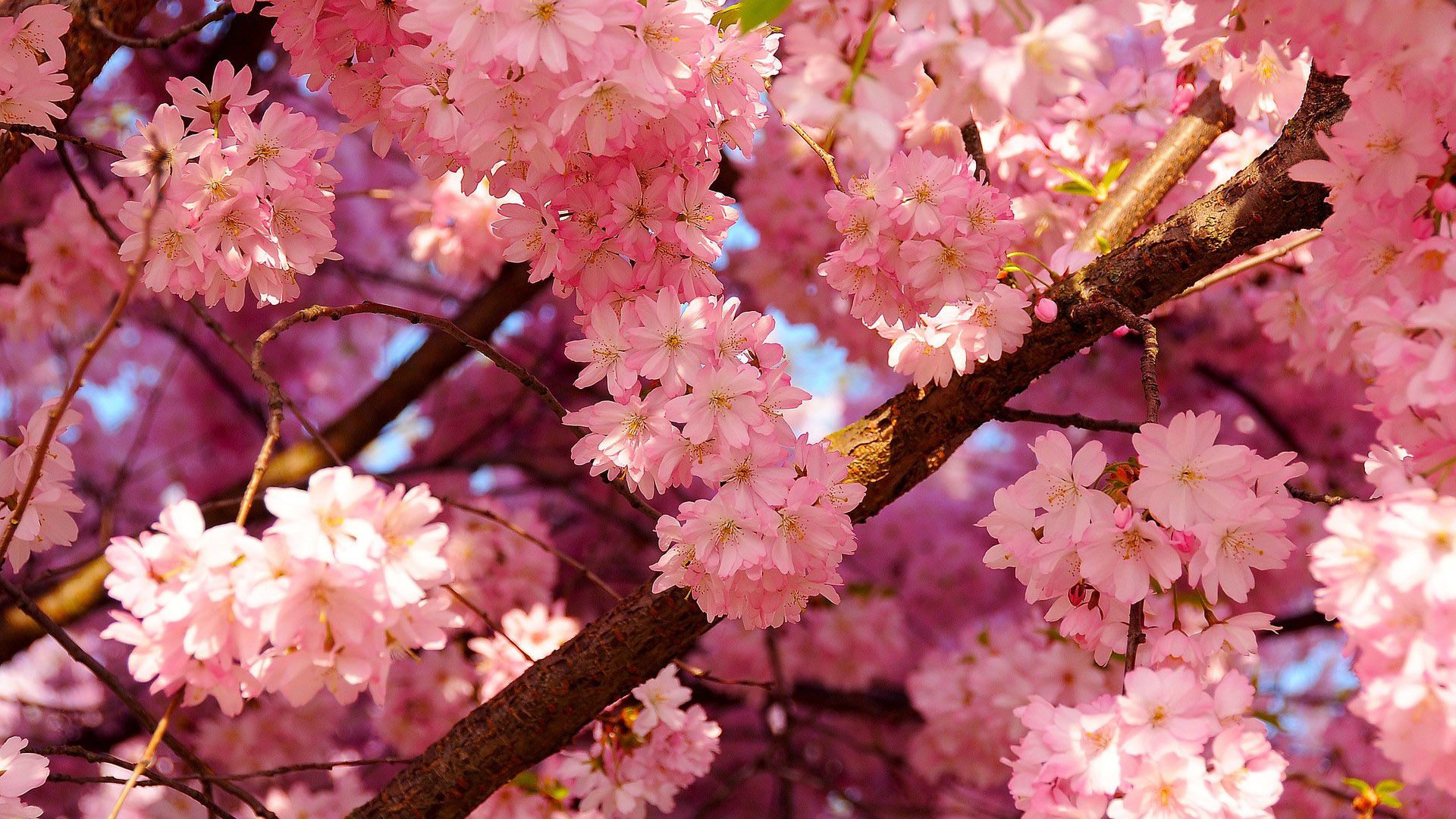 Nice pink cherry blossom wallpaper