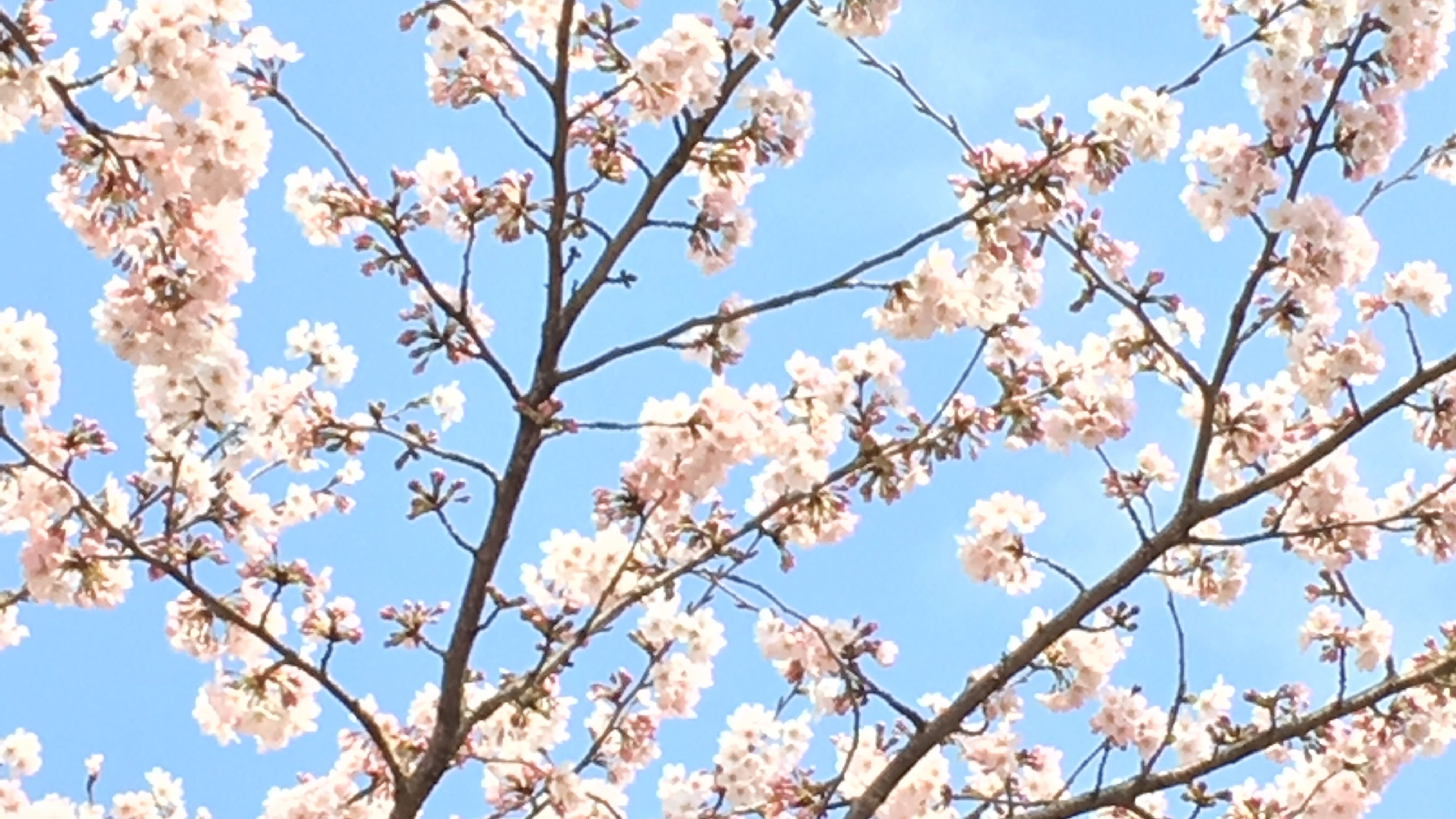 Cherry Blossom Background HD