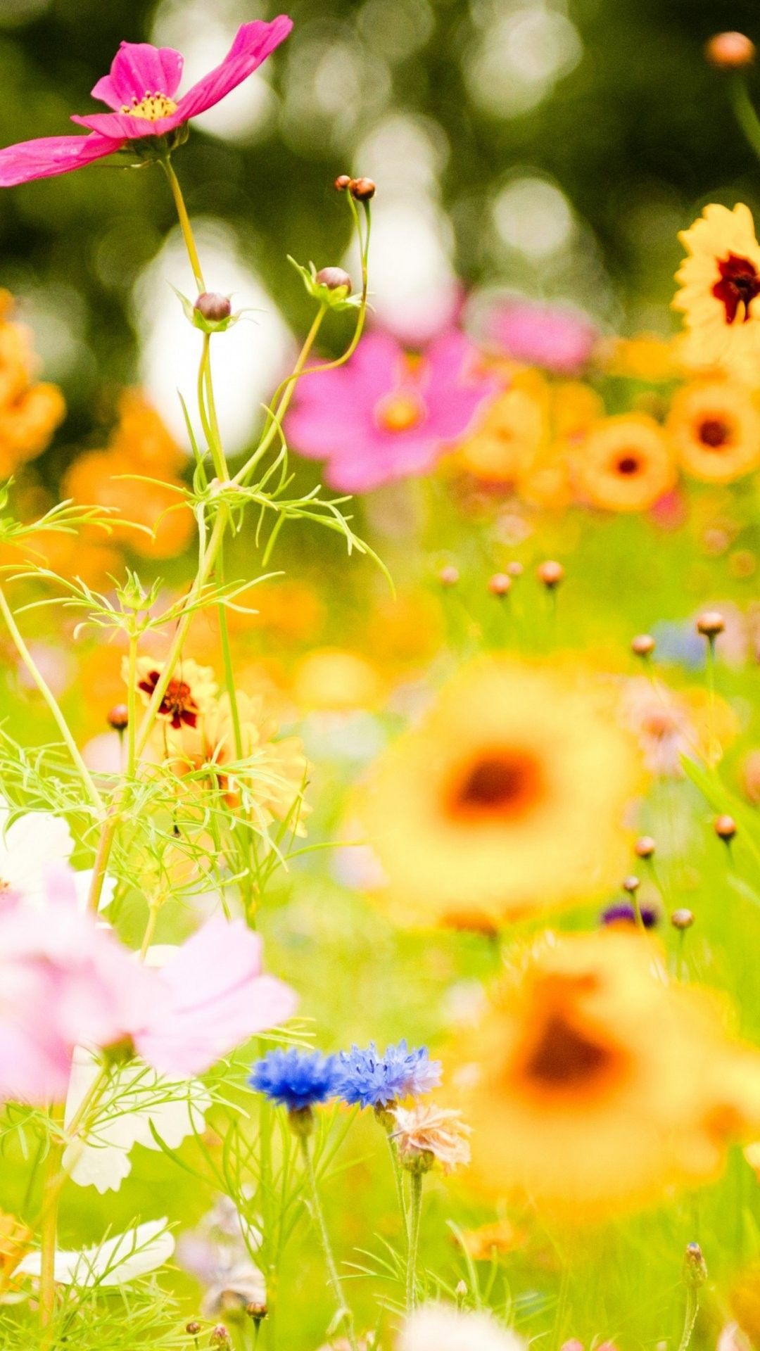 Flower Picture iPhone 6 Plus Wallpaper 17025 iPhone 6