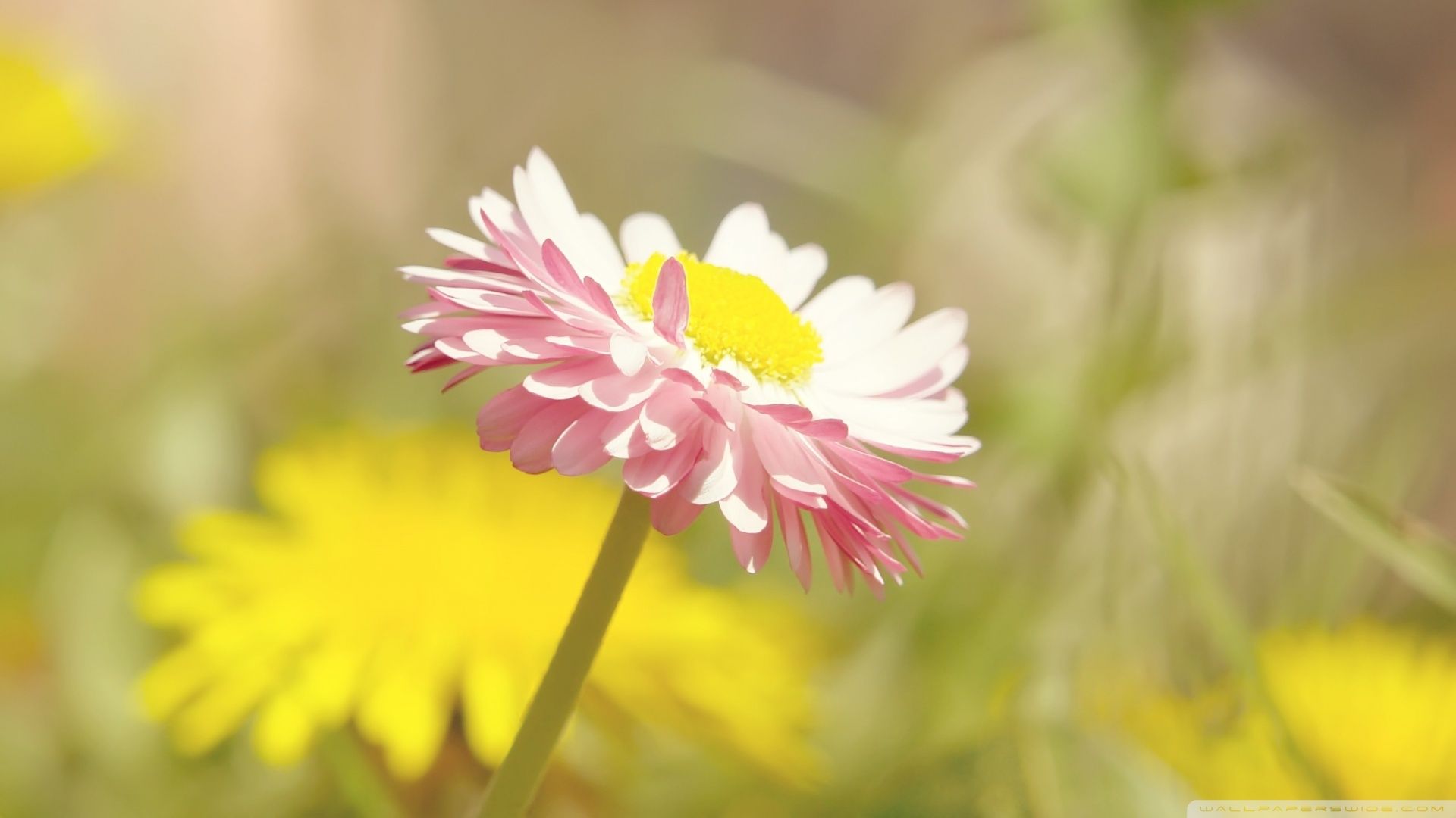 Beautiful Flower Summer wallpaperx1080