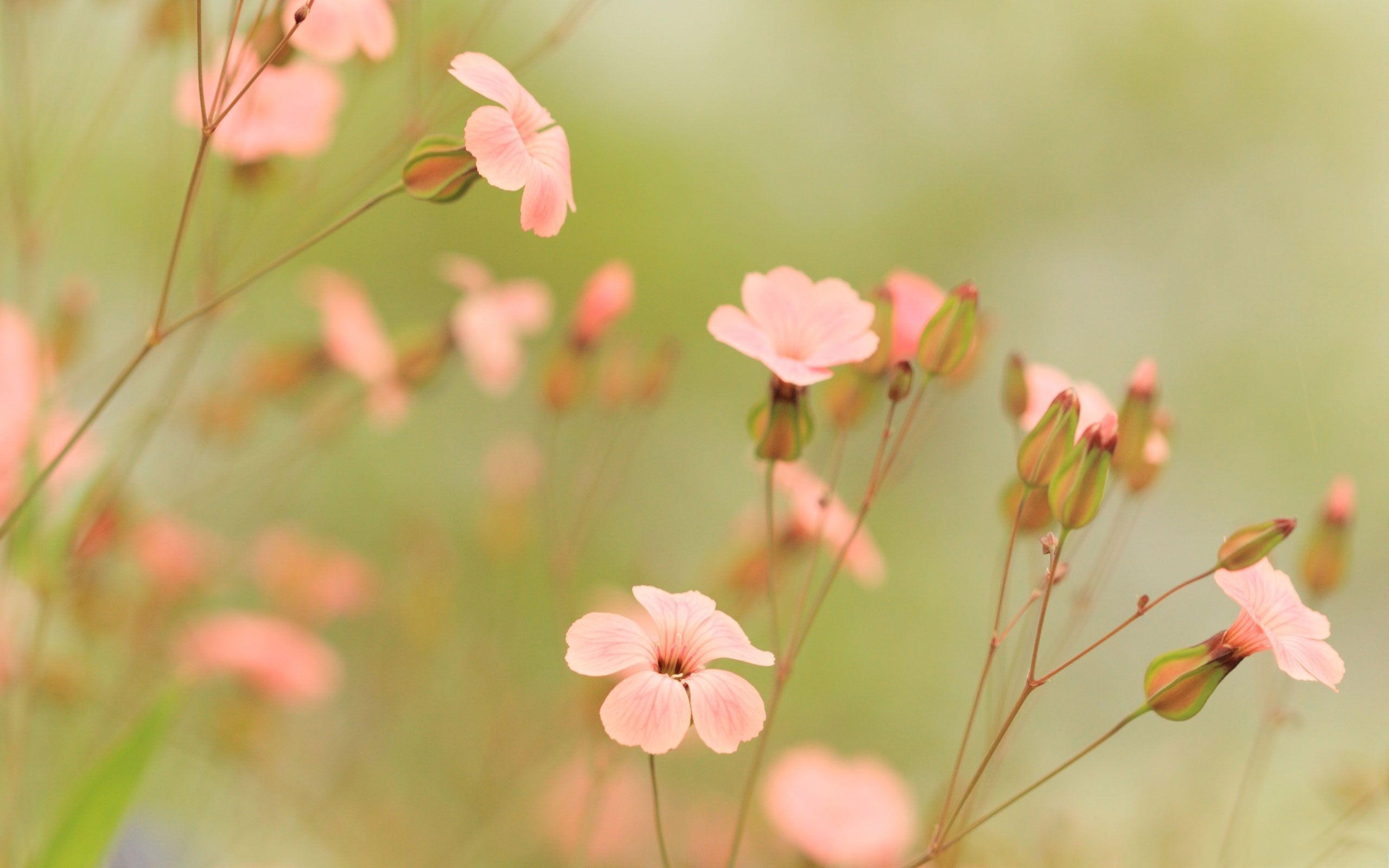 Summer Flowers 29978 2560x1600px