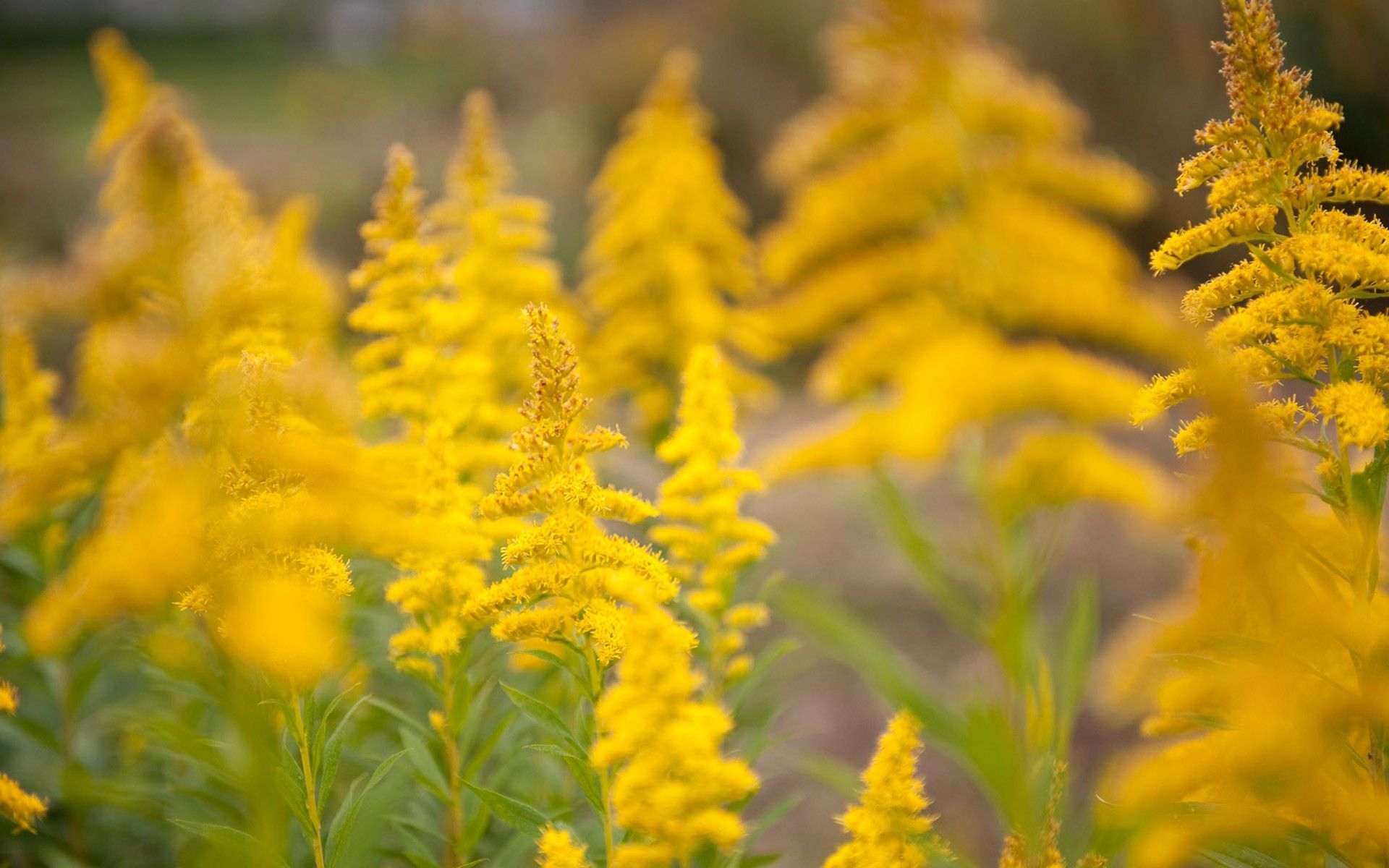 Yellow Flowers in Summer wallpaper. Yellow Flowers in Summer