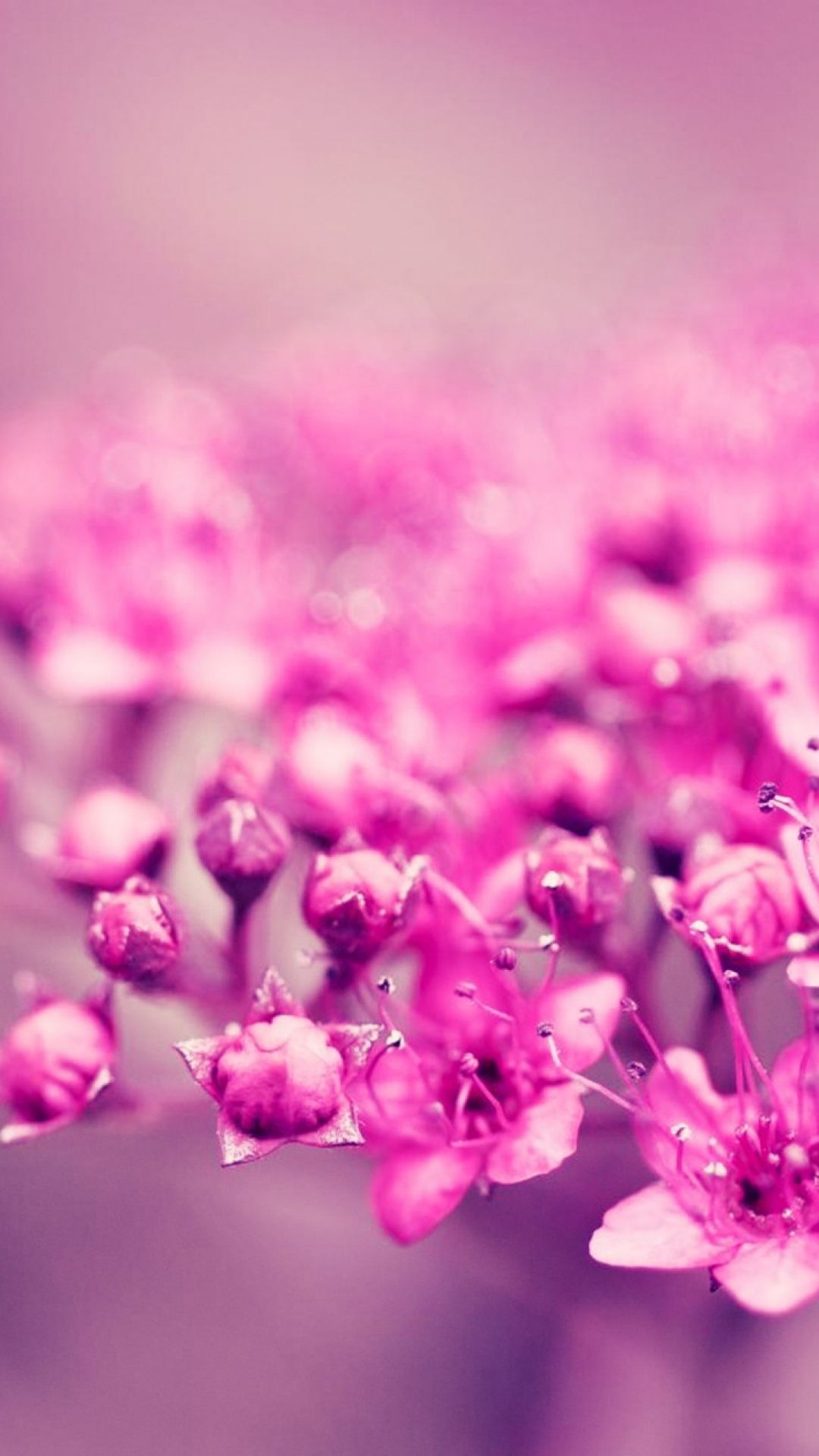 Pink flowers summer