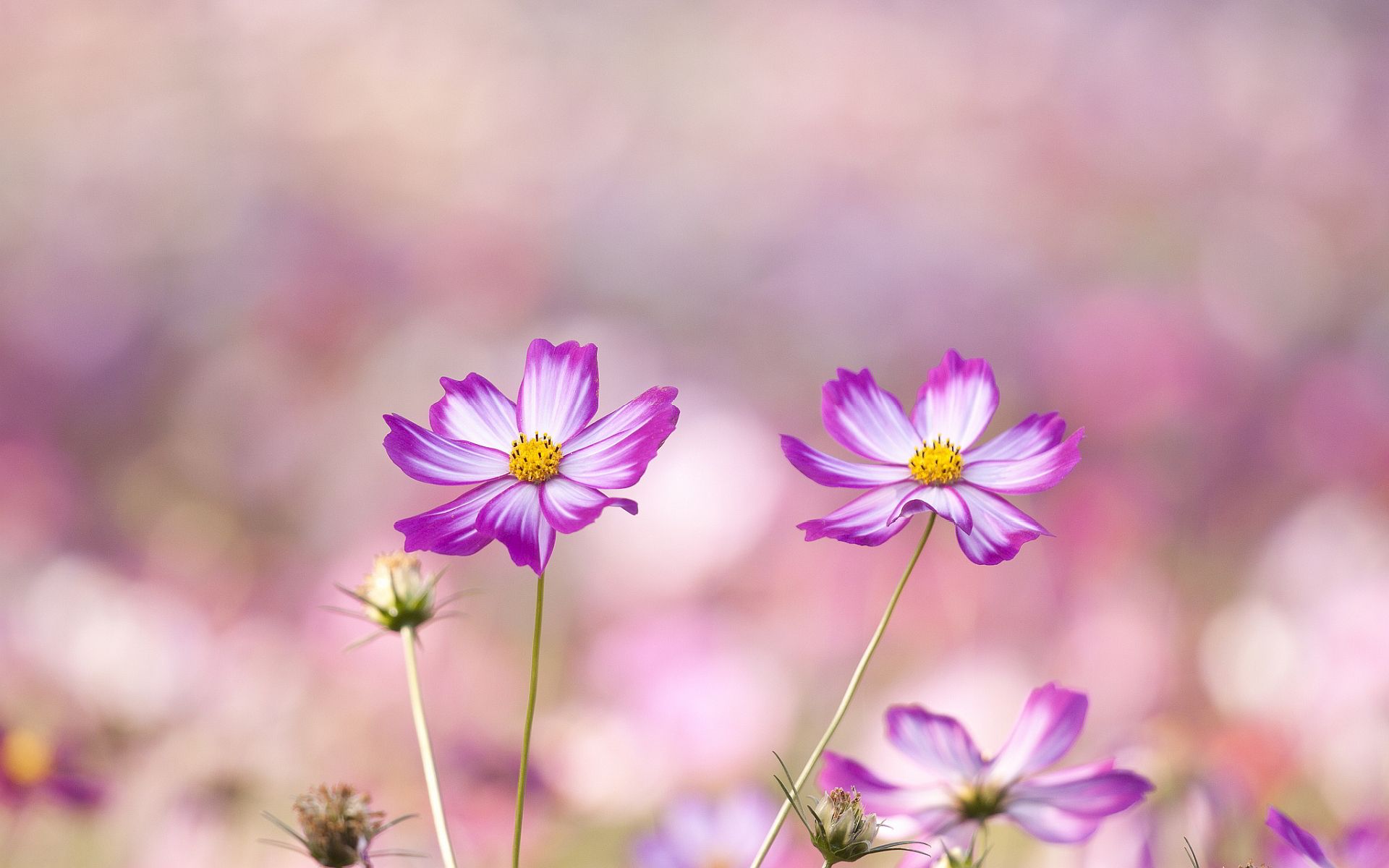 summer wallpaper purple flowers Desktop Wallpaperk HD