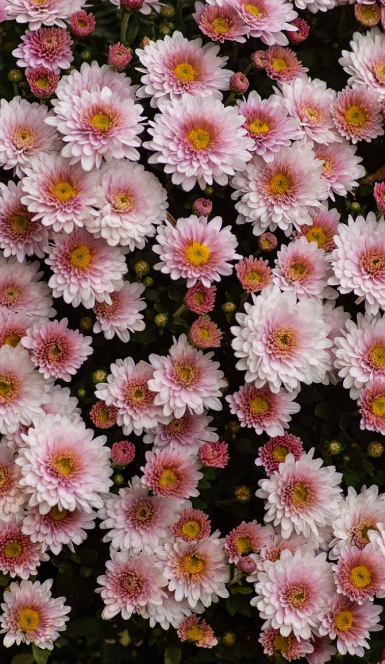 Pretty summer flowers Wallpaper, iPhone Wallpaper, Color