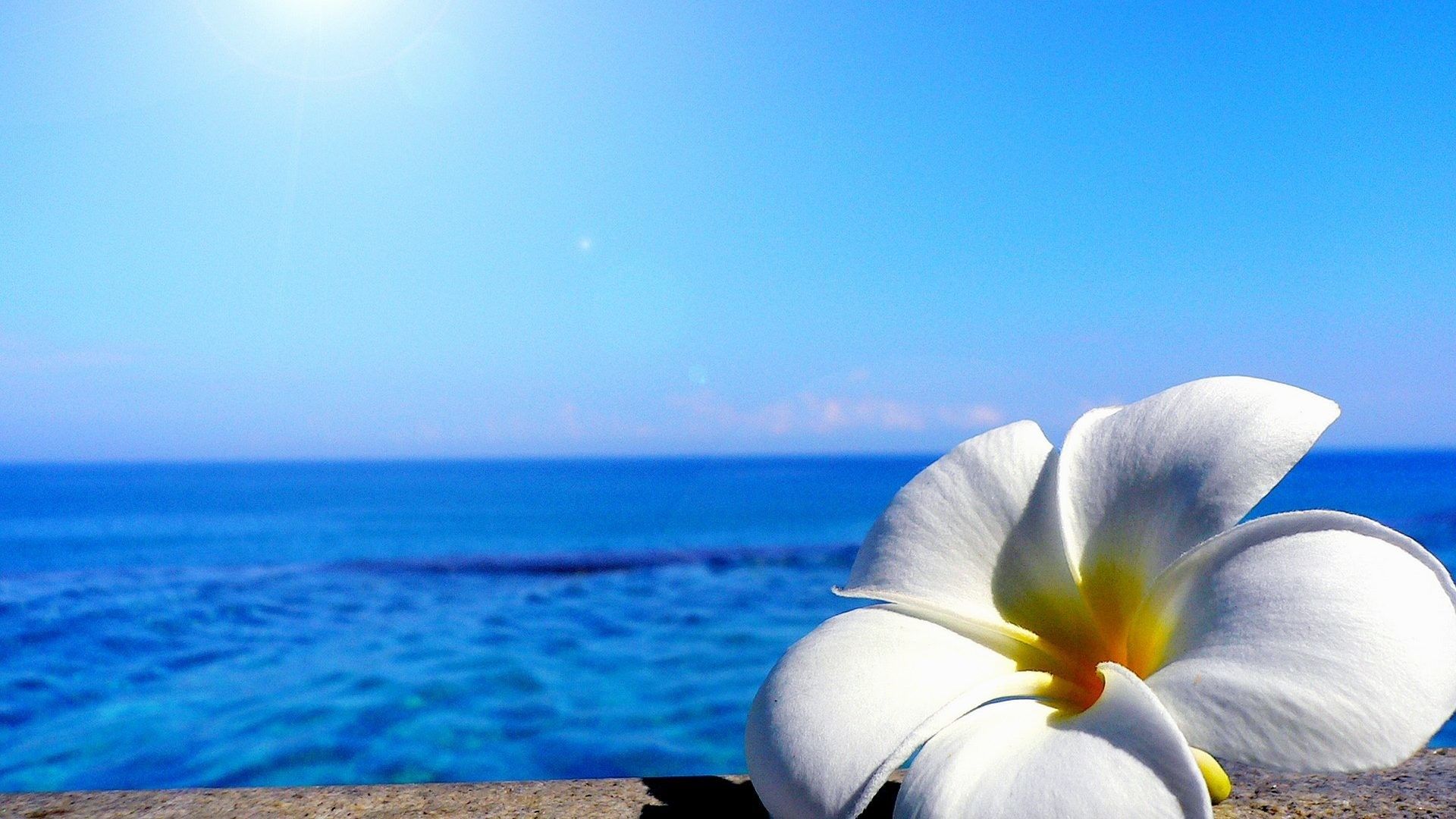 Summer Flower Background