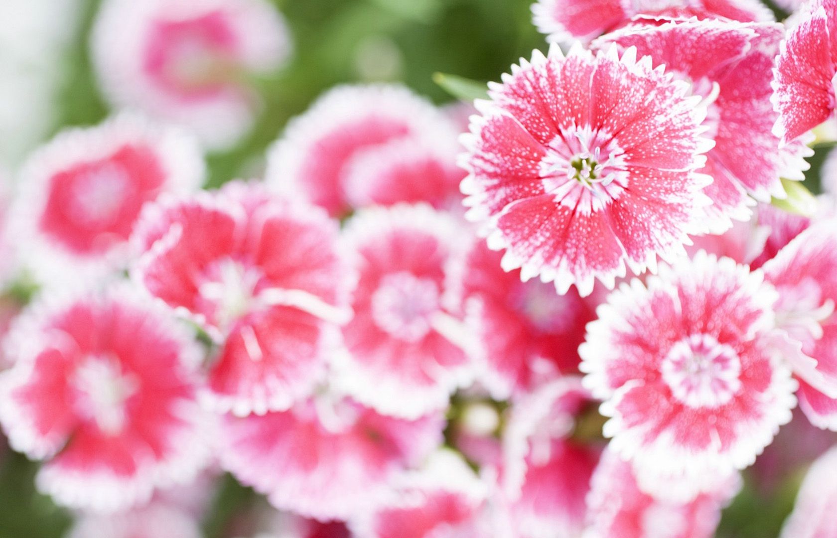 Lovely Summer Flowers