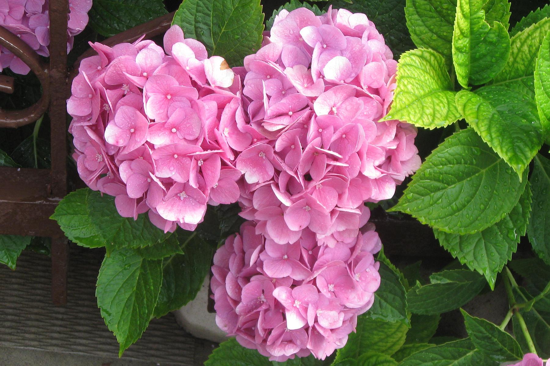 Free download Beautiful Summer Flowers Wallpaper