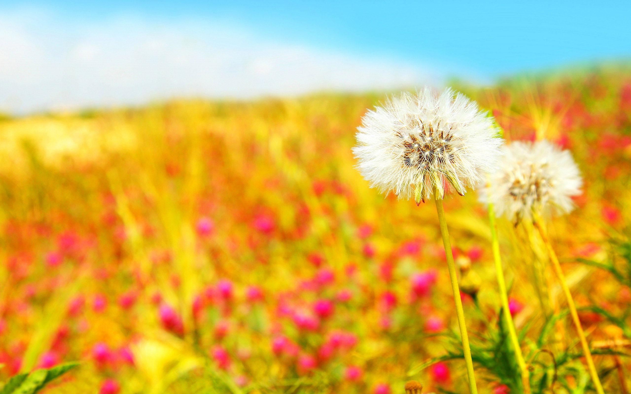 Summer Wallpaper HD 16 Background Wallruru. HD Wallpaper Range
