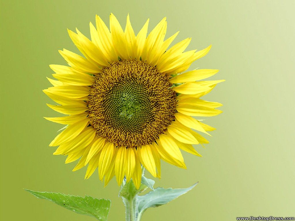 Free download wallpaper flowers gardens background summer flower