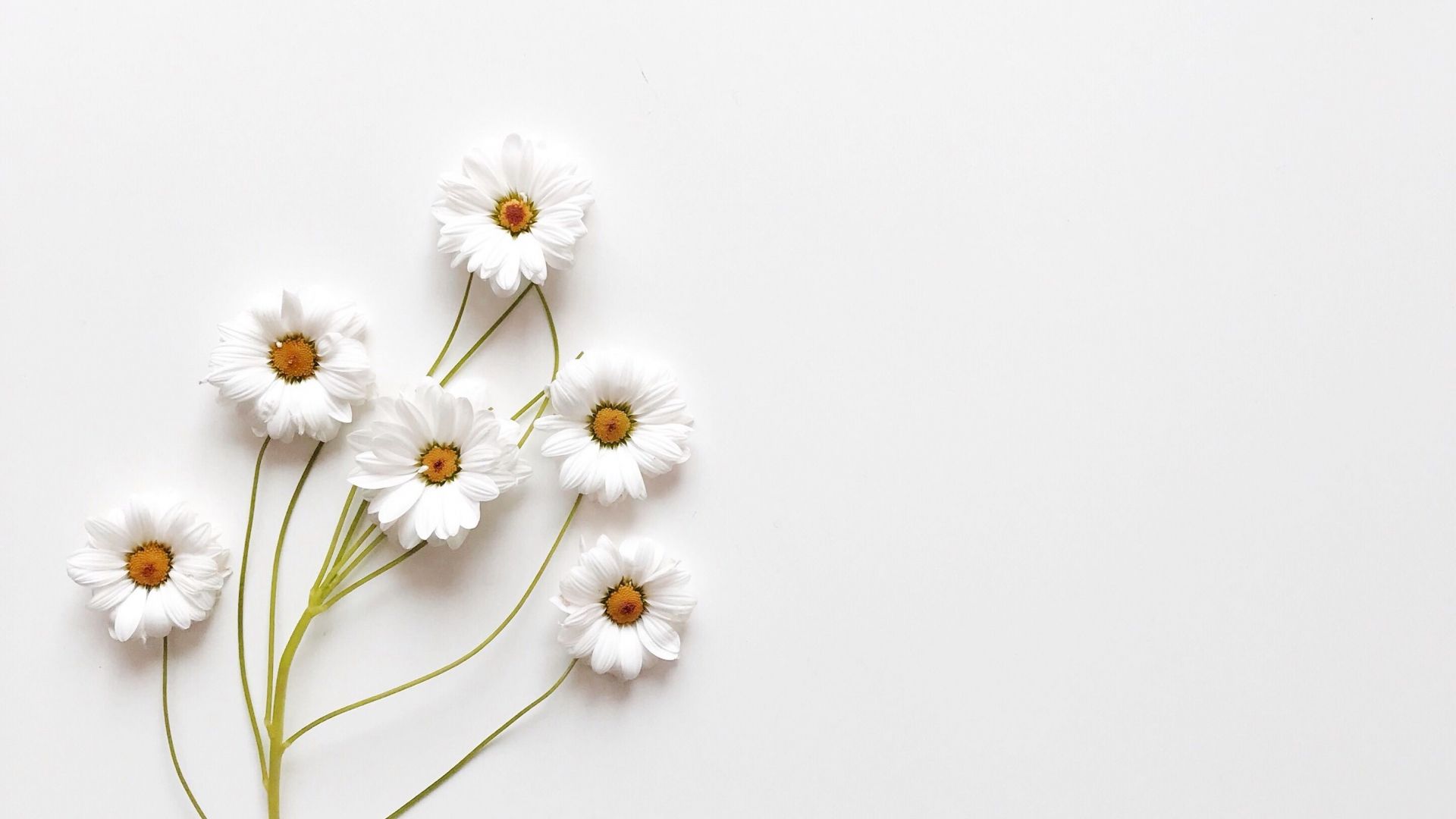 White Background Aesthetic Desktop Layout Fall Flowers - IMAGESEE