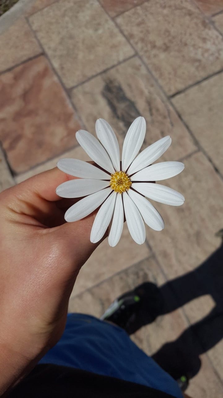 hand, hd, wallpaper and flower