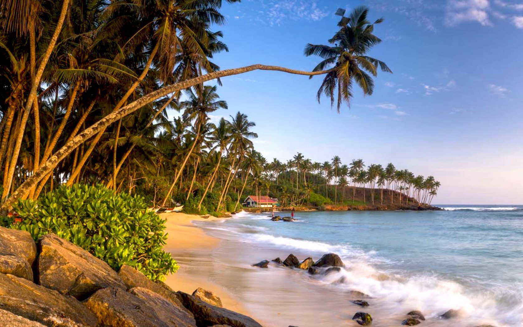 Mirissa Beach South Coast Southern Province Sri Lanka Palm Tree
