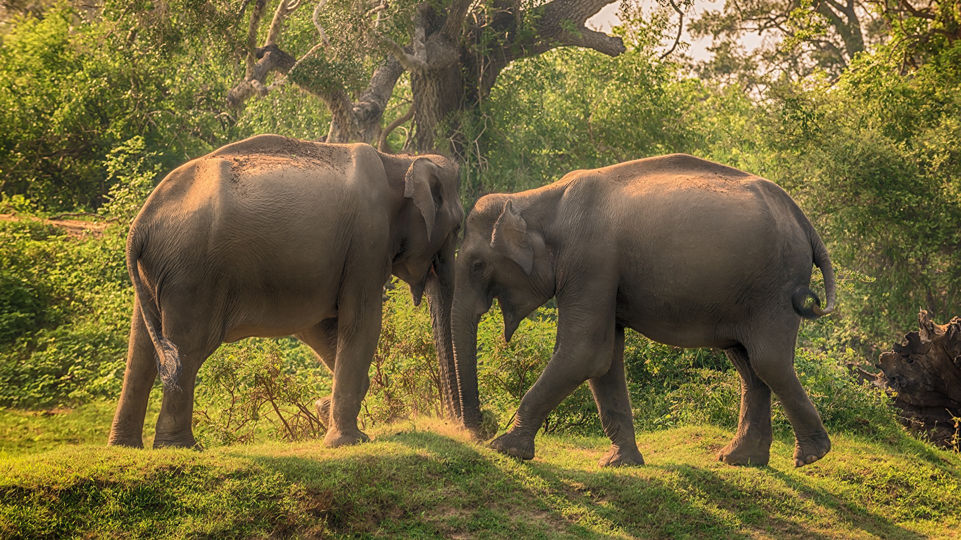 Wallpaper Elephants Sri Lanka Yala National Park Two park 1920x1080