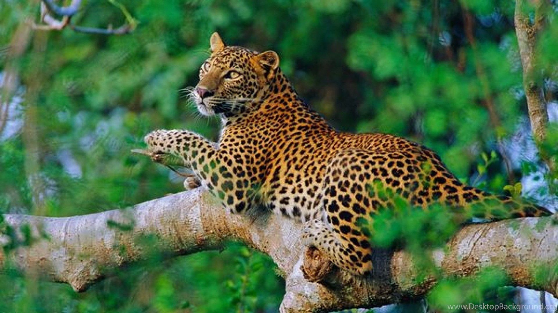 Wallpaper Sri Lanka Leopard Lankan 2560x1600 Desktop Background