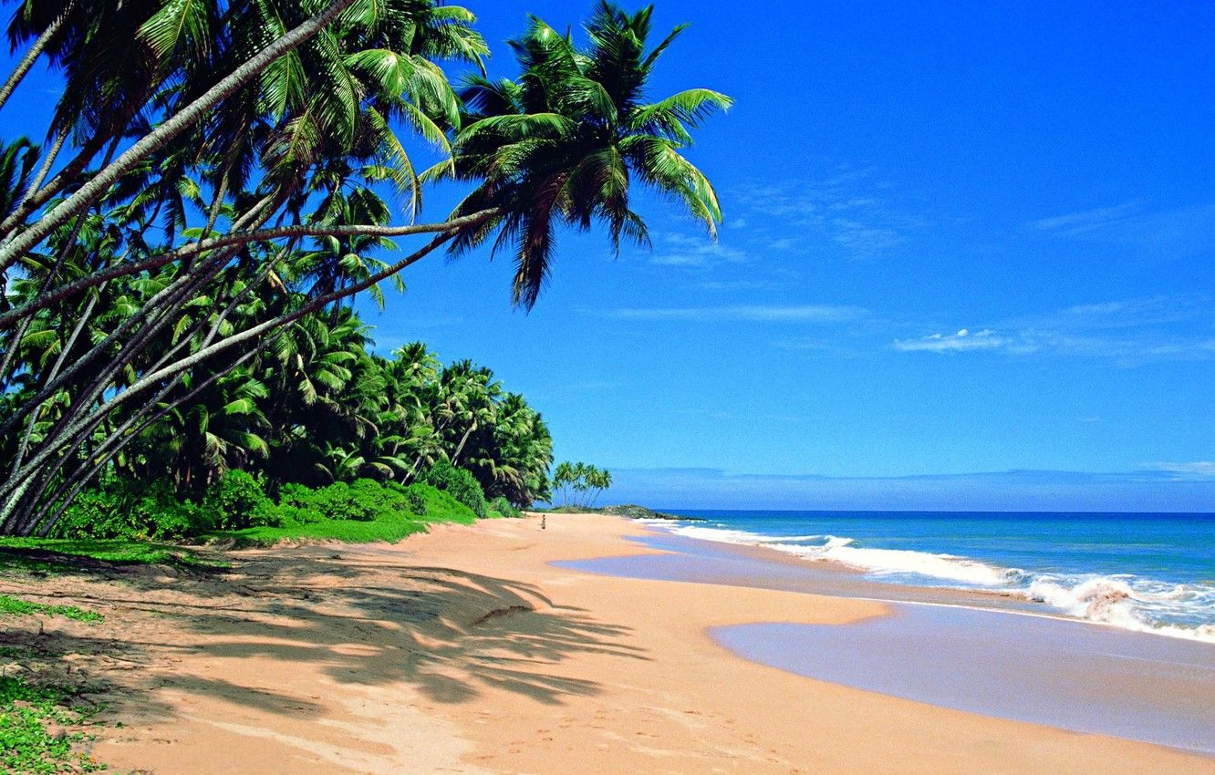 Wallpaper beach, palm trees, the ocean, Sri Lanka image