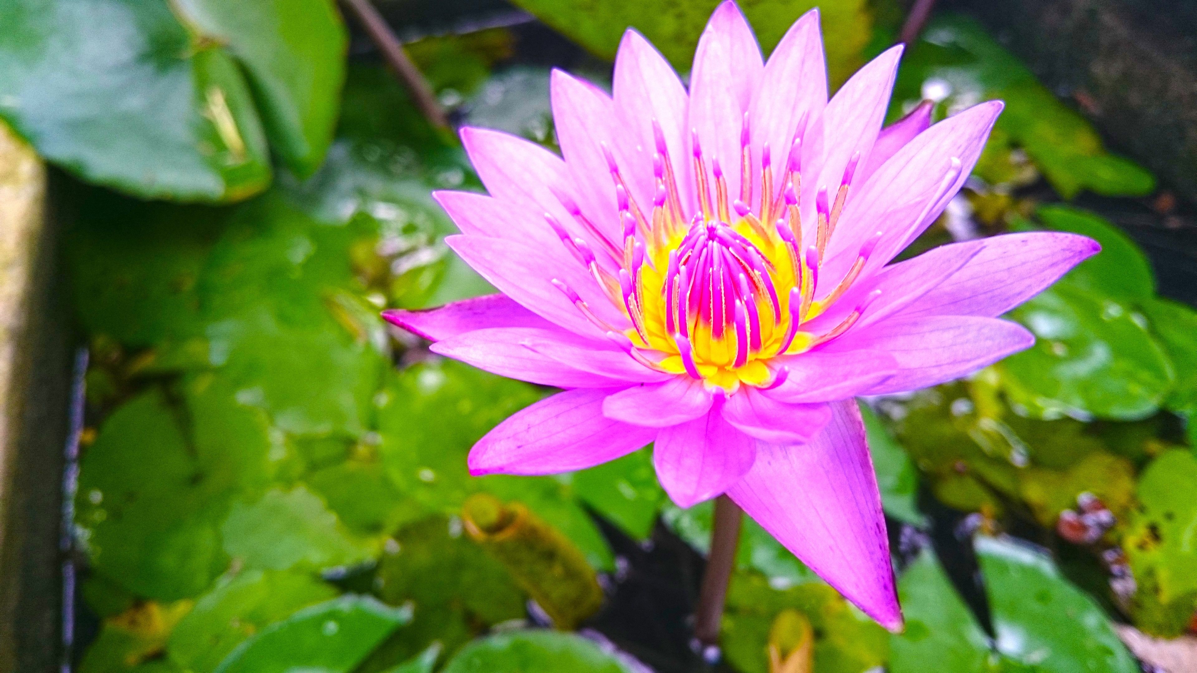 nature, Lotus Flowers, Beach, Sri Lanka Wallpaper HD / Desktop