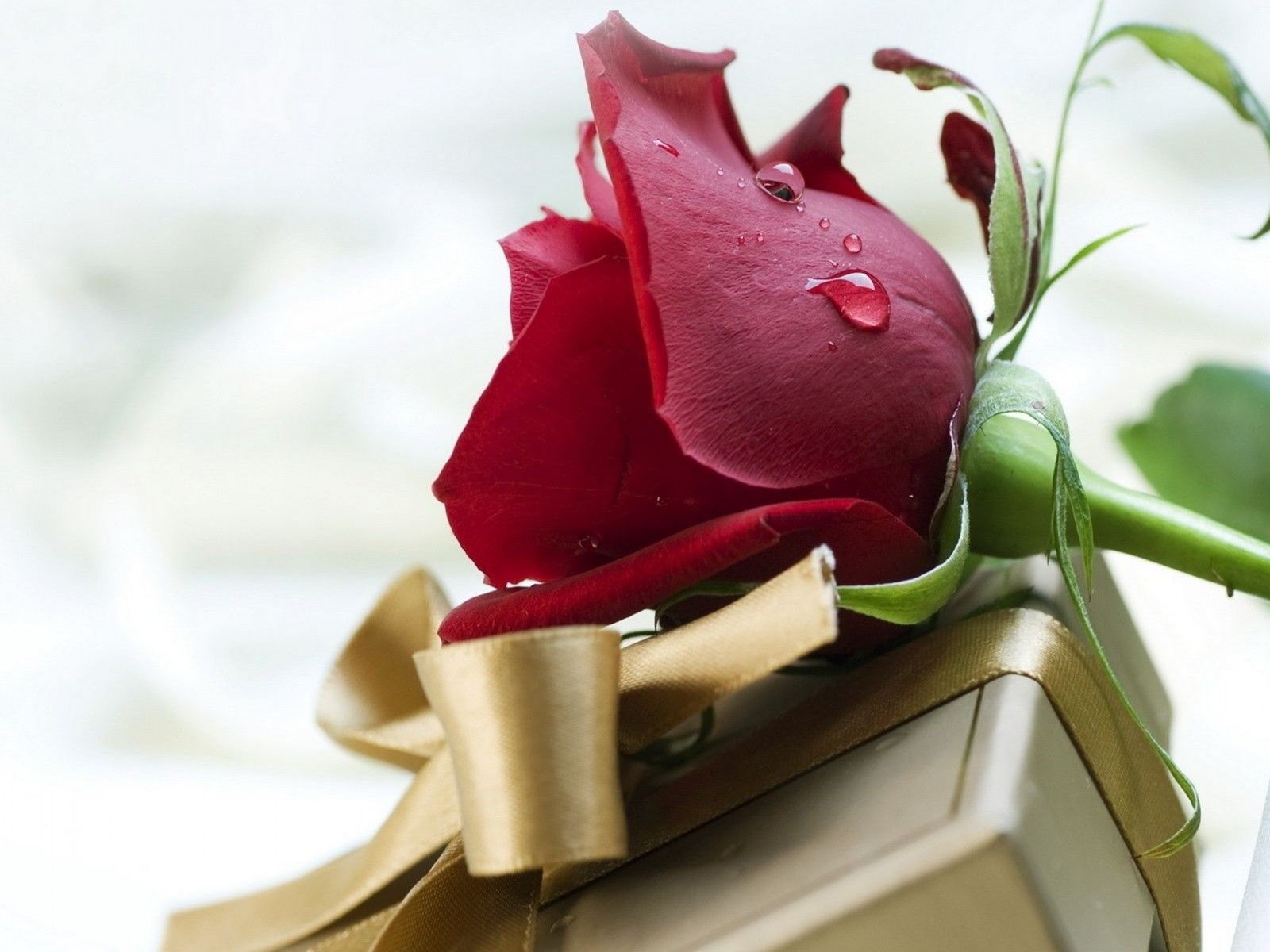 Red Rose A Symbol Of Love HD Desktop Wallpaper 2560x1600, Wallpaper13.com