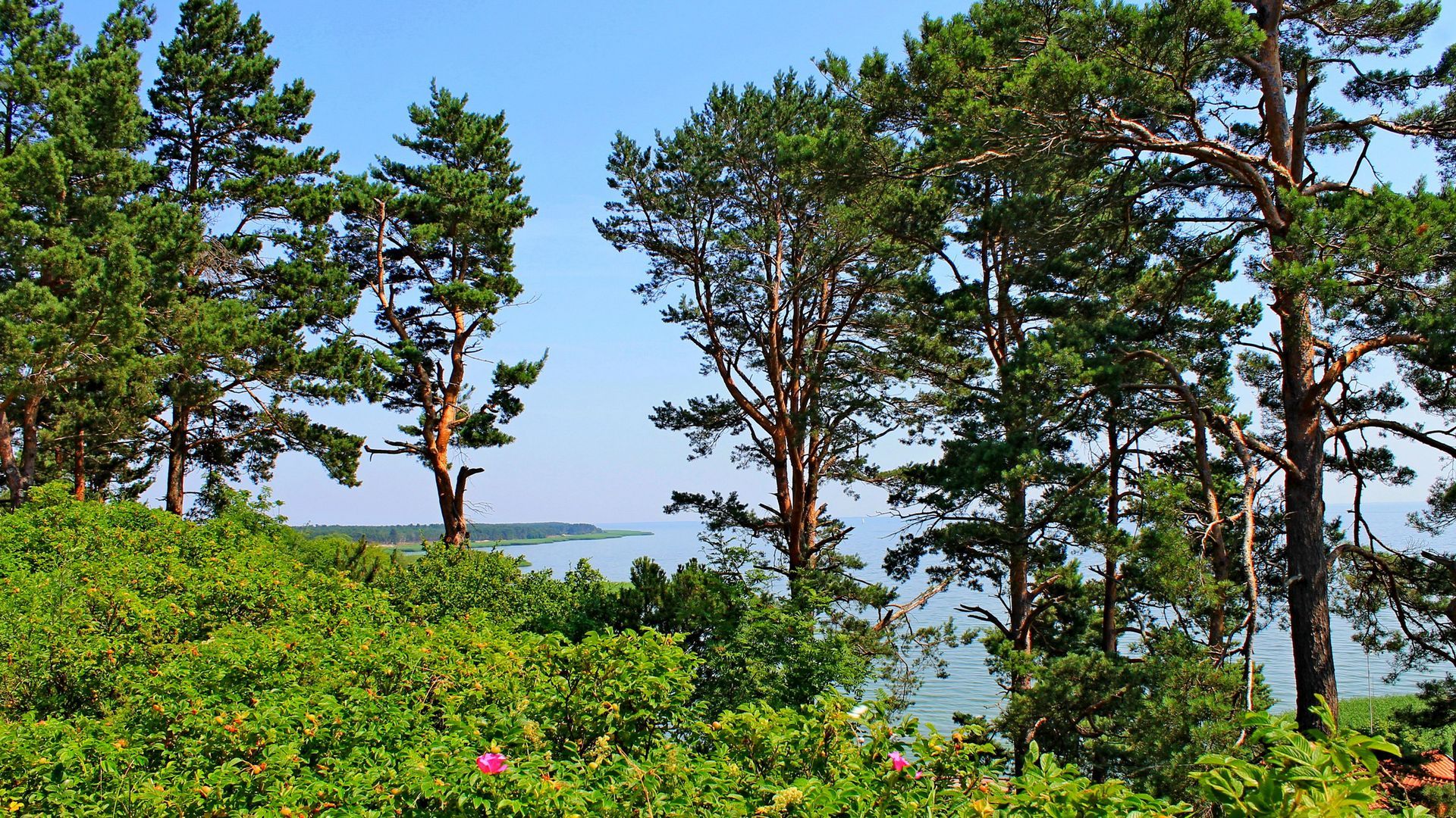 Download wallpaper 1920x1080 lithuania, trees, pine, hill, sea