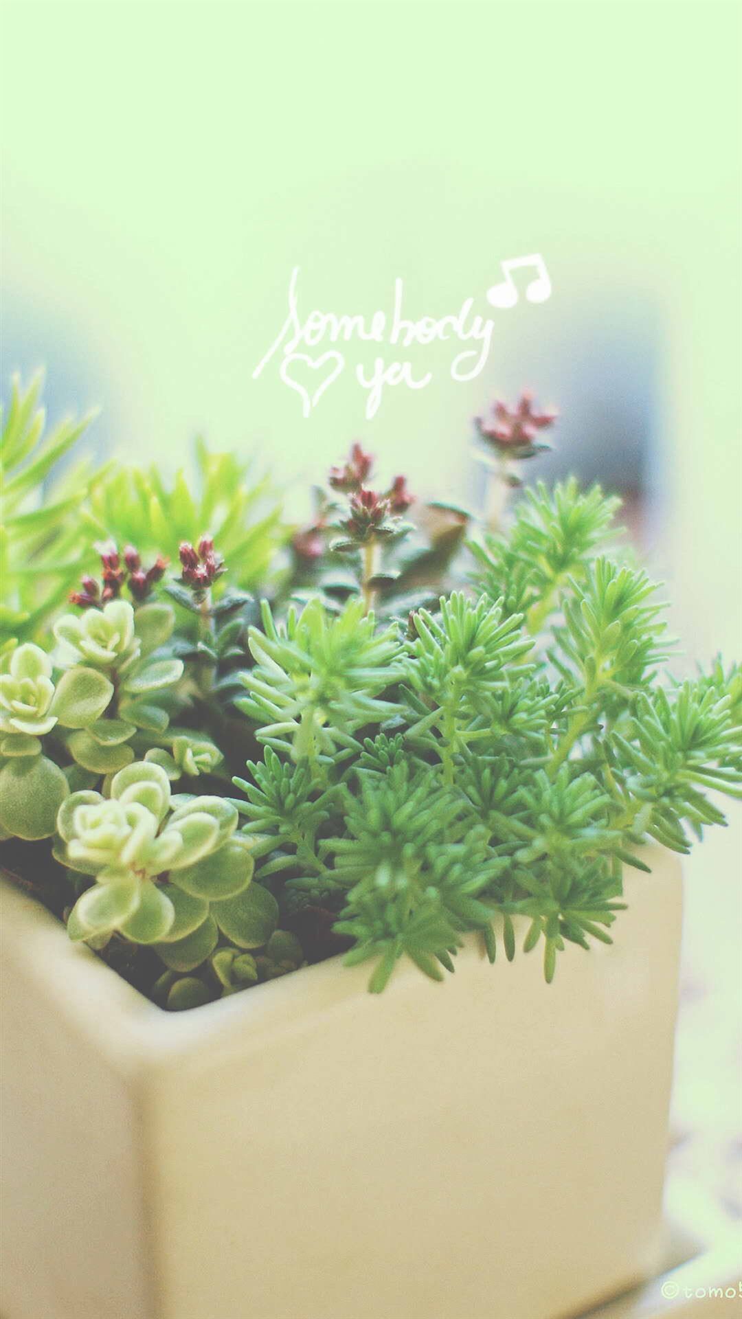 Nature Vitality Aesthetic Fleshy Plant Pot iPhone 6 Wallpaper