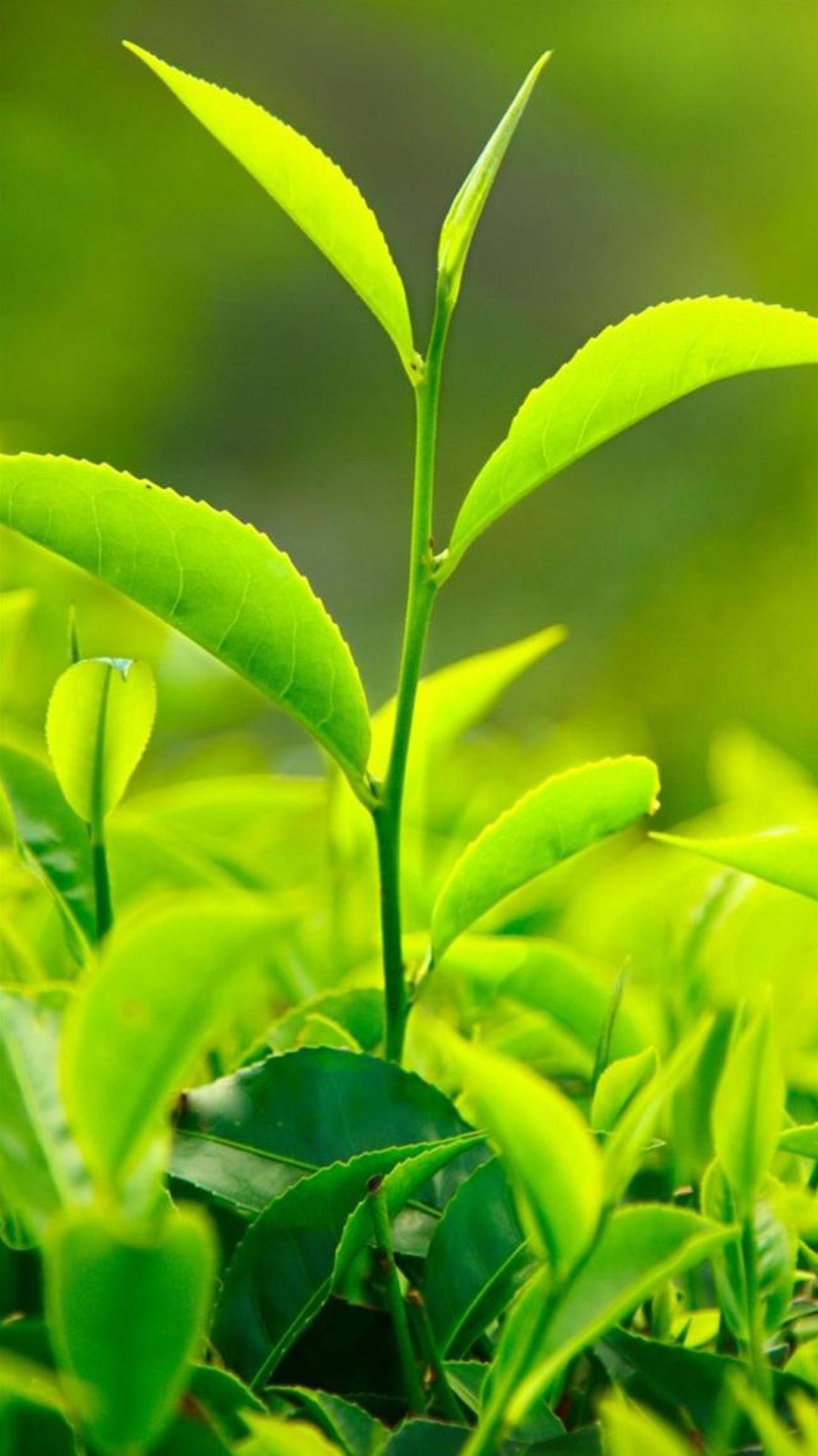 Nature Fresh Vitality Tea Leaf Bud Close Up iPhone 8 Wallpaper Free Download