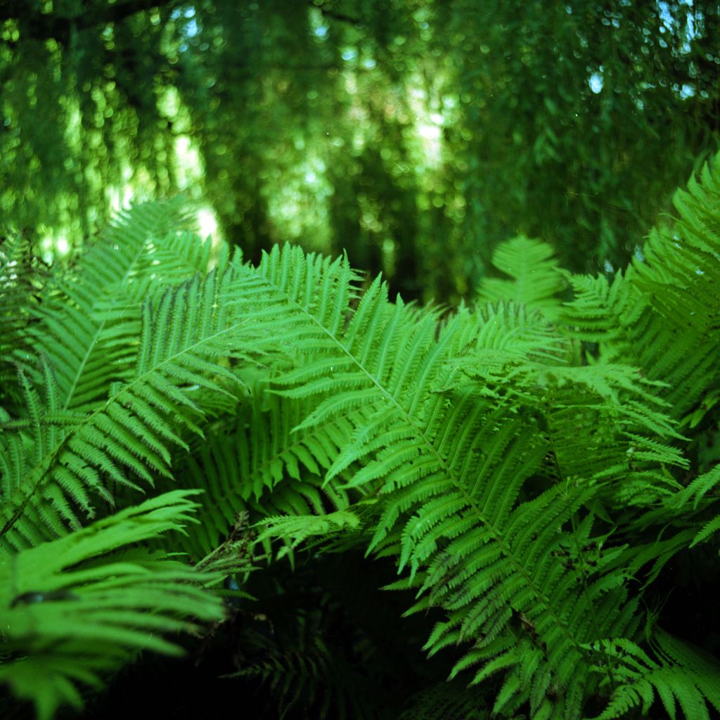 Natural Green Vitality Fern Leaves Branch iPad Wallpaper Free