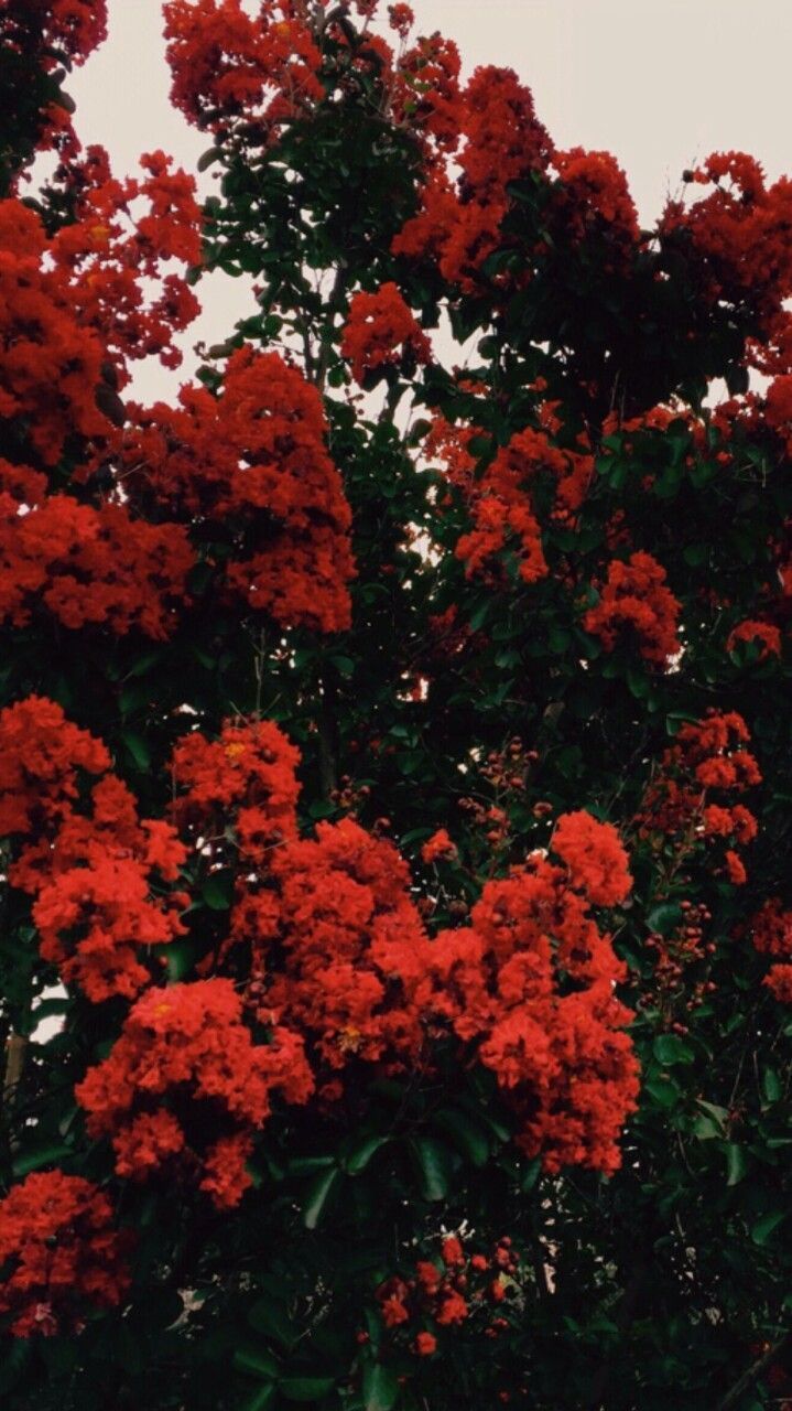 red flowers #love. Flower wallpaper, Beautiful flowers