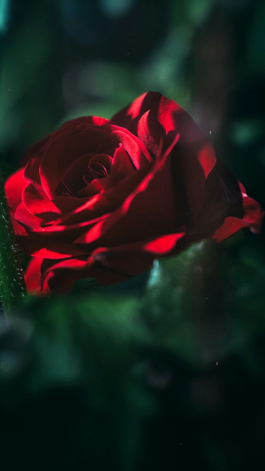 Red Wallpaper Aesthetic Rose