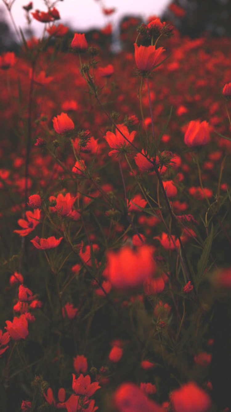Buket fresh Red Roses-Flower-Wallpaper Hd : Wallpapers13.com
