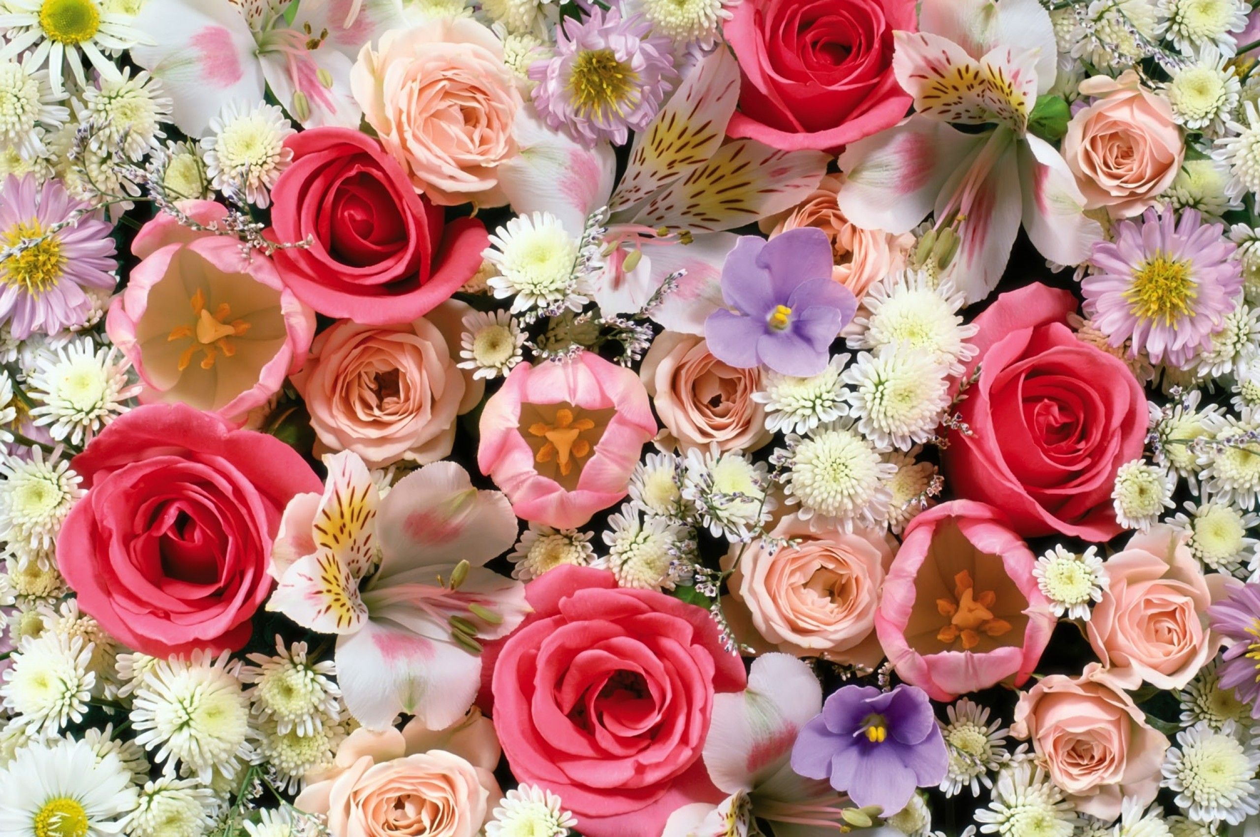 Download 2560x1700 Rose, White Flower, Red Flower Wallpaper
