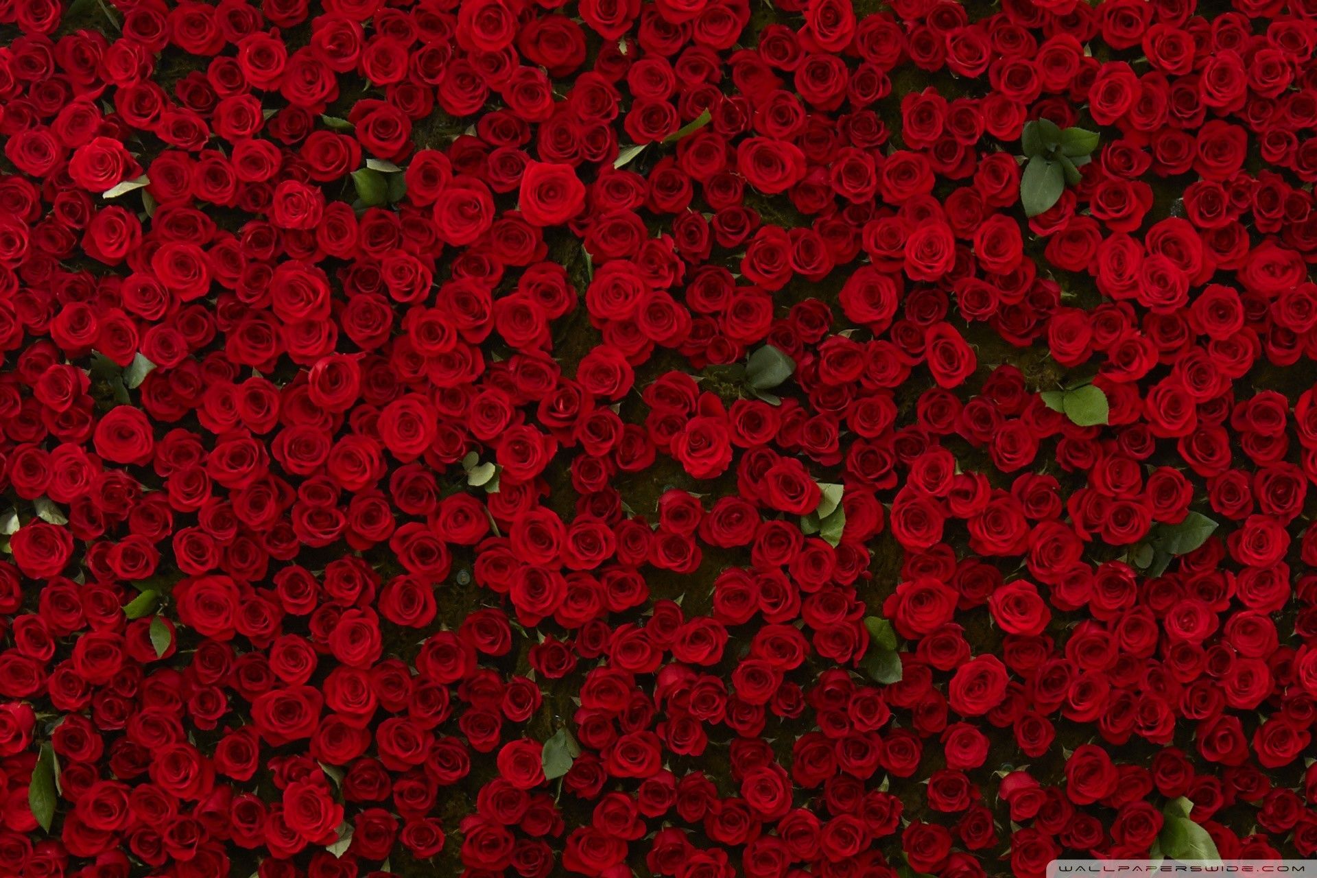 Red Flower Wallpaper Free Red Flower Background