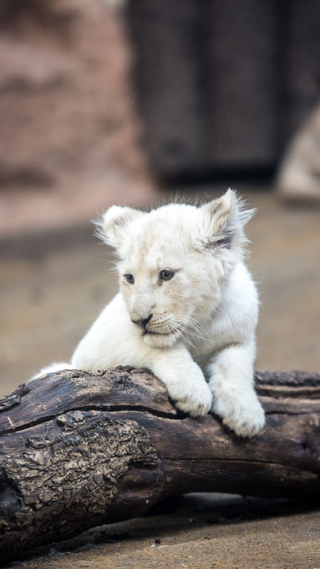 Lion Cubs HD Android Wallpapers Wallpaper Cave