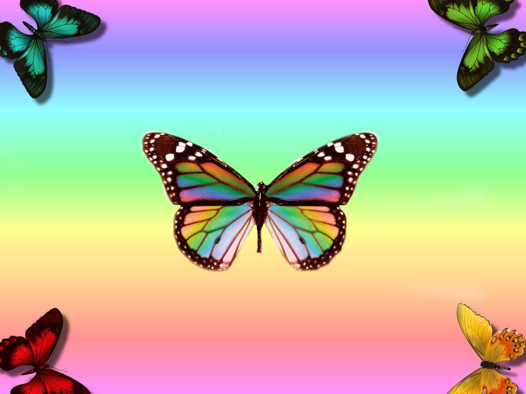 Rainbow Butterfly Wallpaper Free Rainbow Butterfly