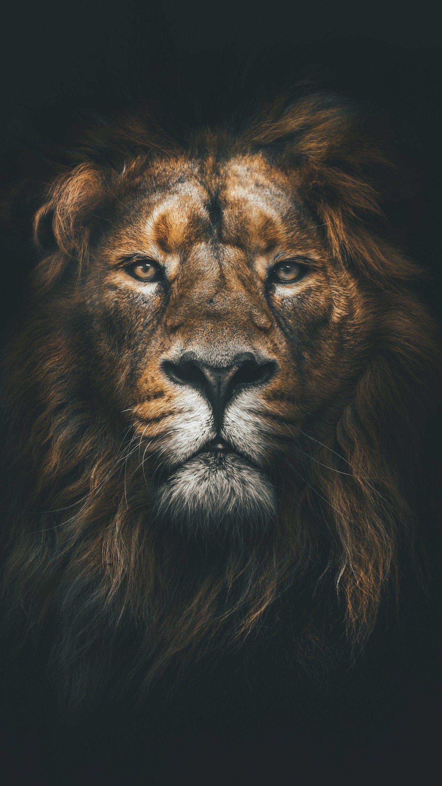 Lion Mobile Wallpapers Wallpaper Cave