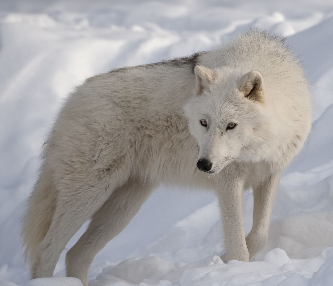 Arctic Wolf wallpaper, Animal, HQ Arctic Wolf pictureK