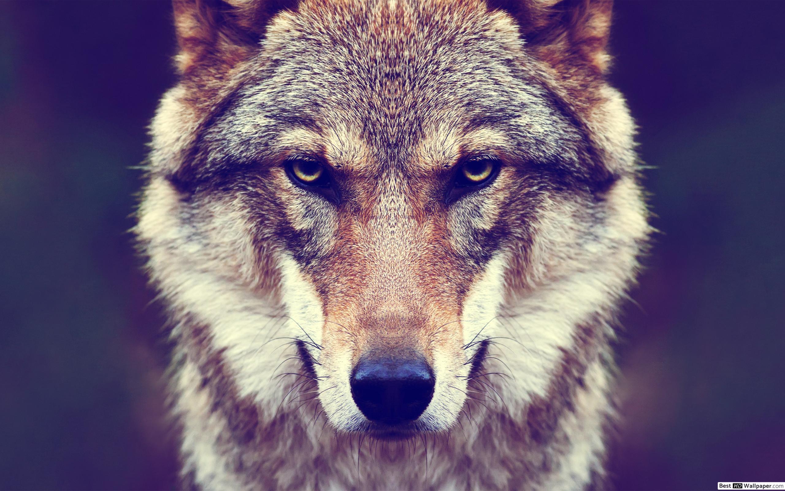 Staring wolf HD wallpaper download
