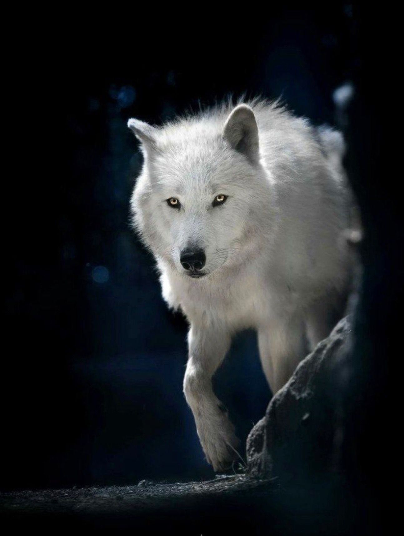 wolves. Wolf dog, Wolf love, Wolf picture