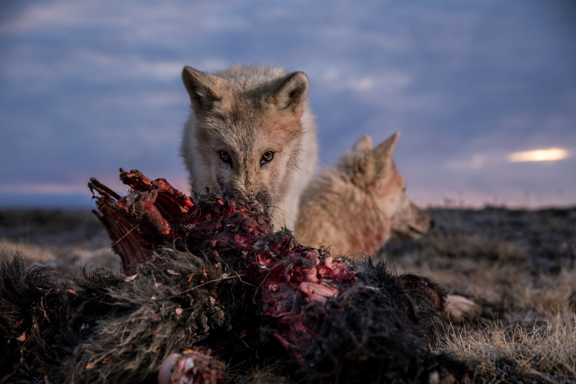 Inside the harsh lives of wolves living at the top of the world