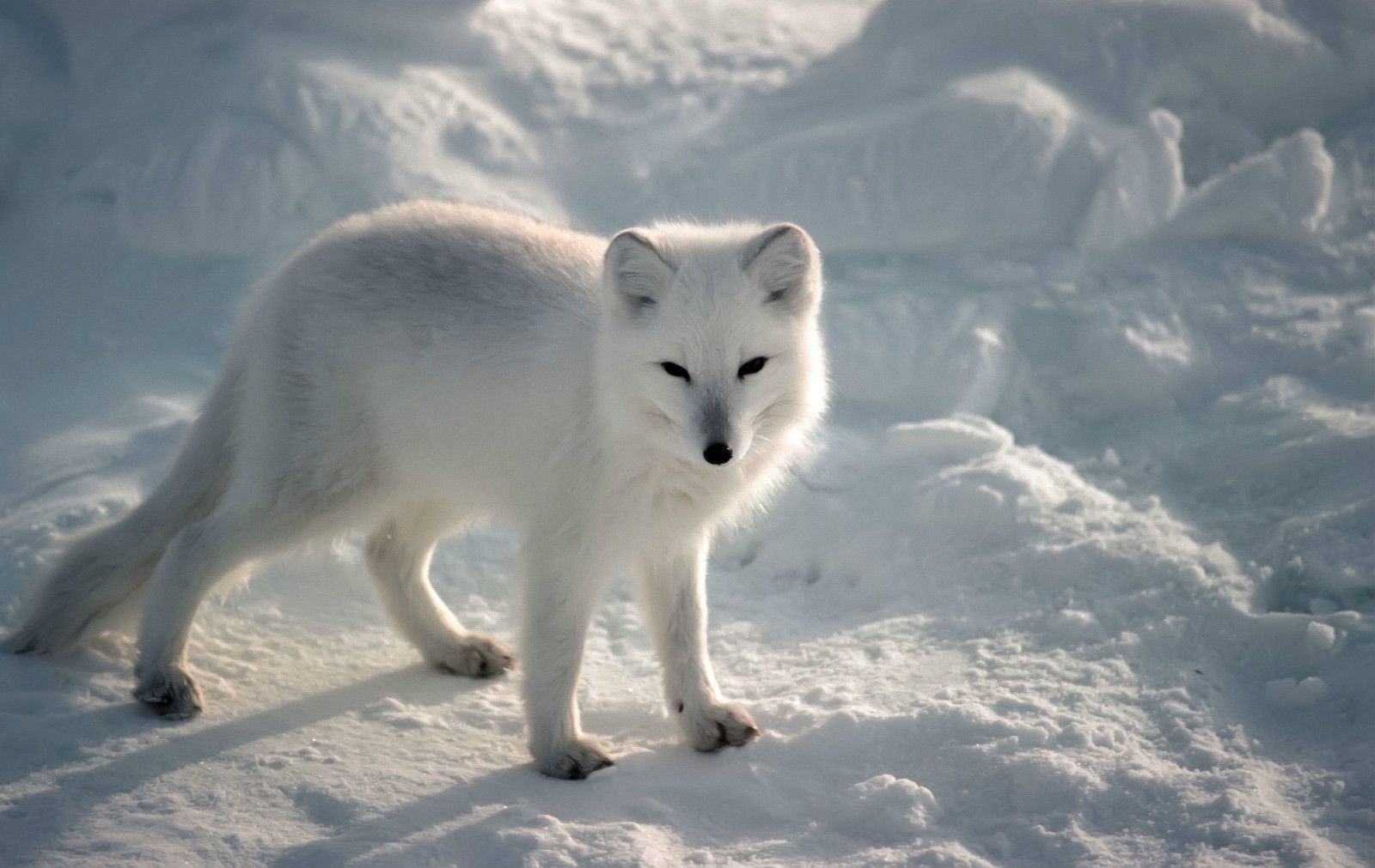 Framed Print White Arctic Fox Picture Poster Antarctic
