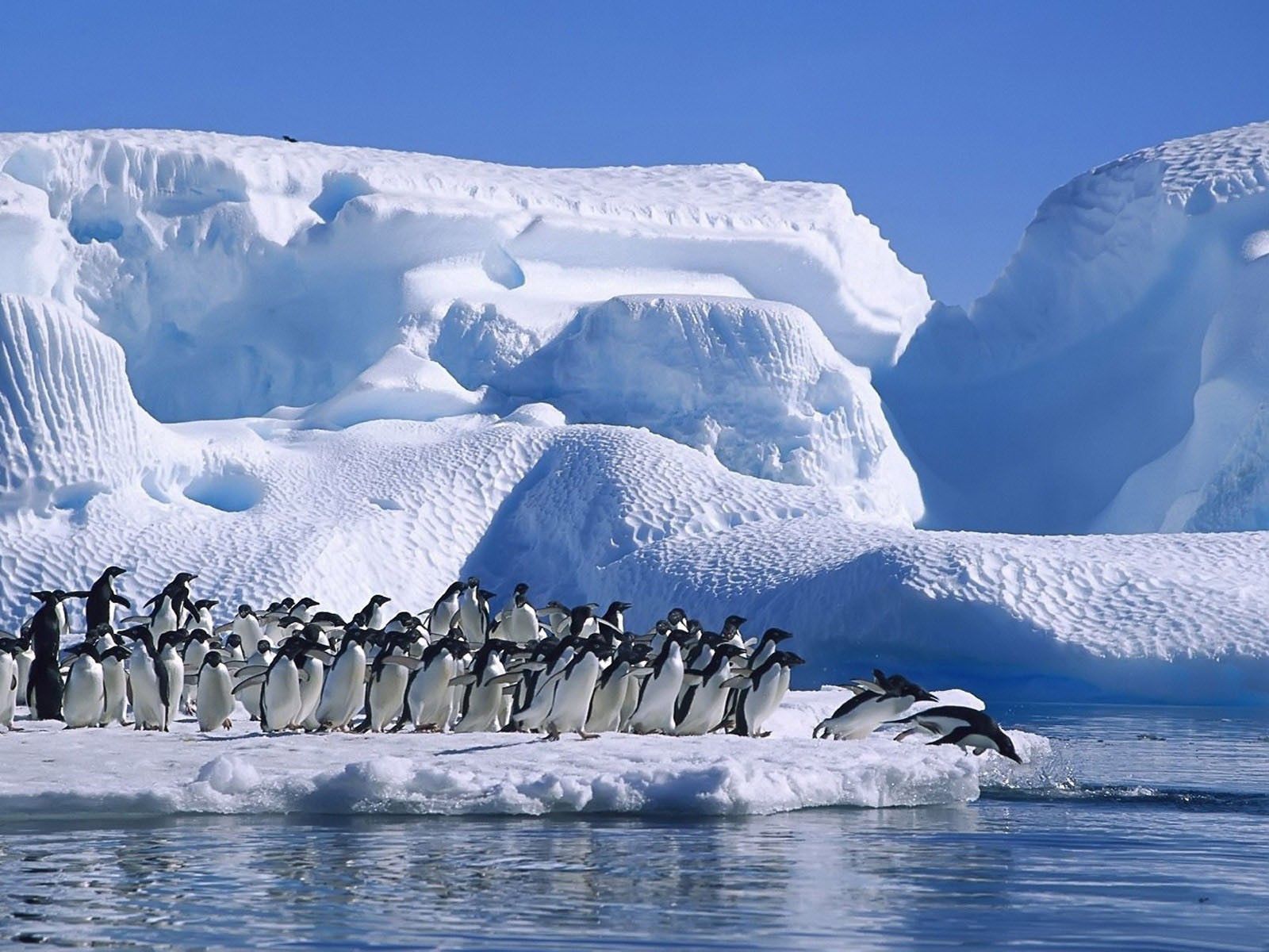 Download wallpaper 1600x1200 penguins, flock, jump, ice, snow