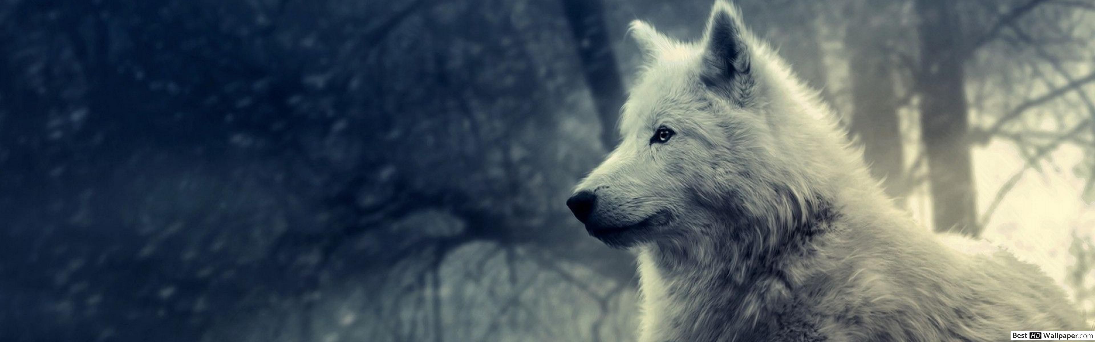 White wolf HD wallpaper download